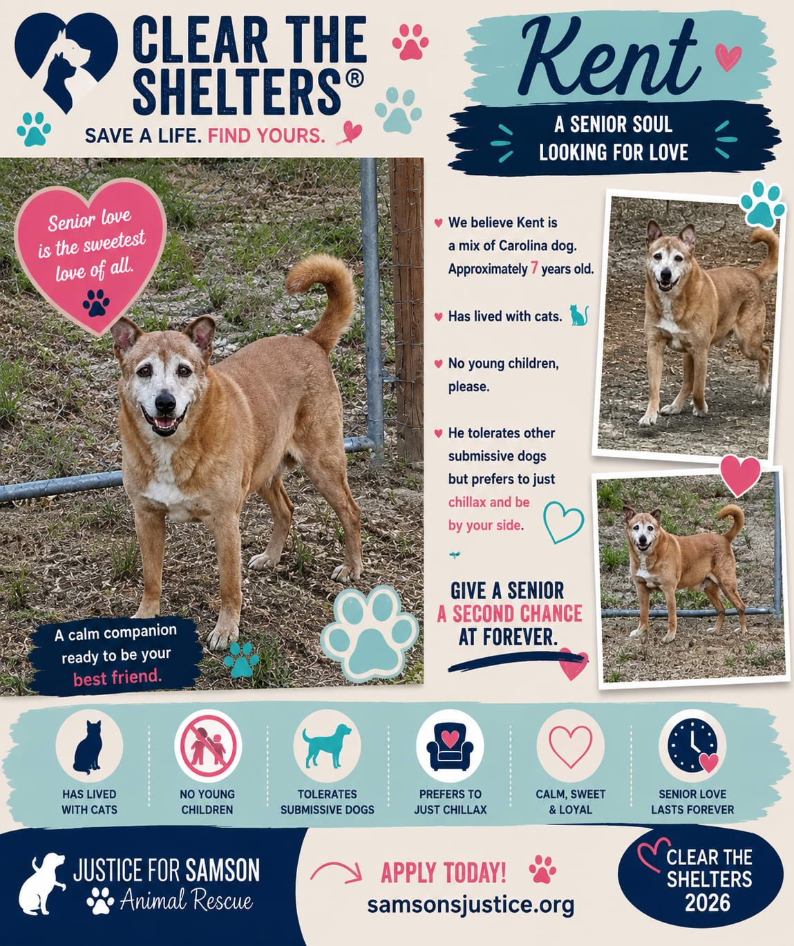 Adopted Happy tails furever Alfie Adopted Happy tails furever Alfie