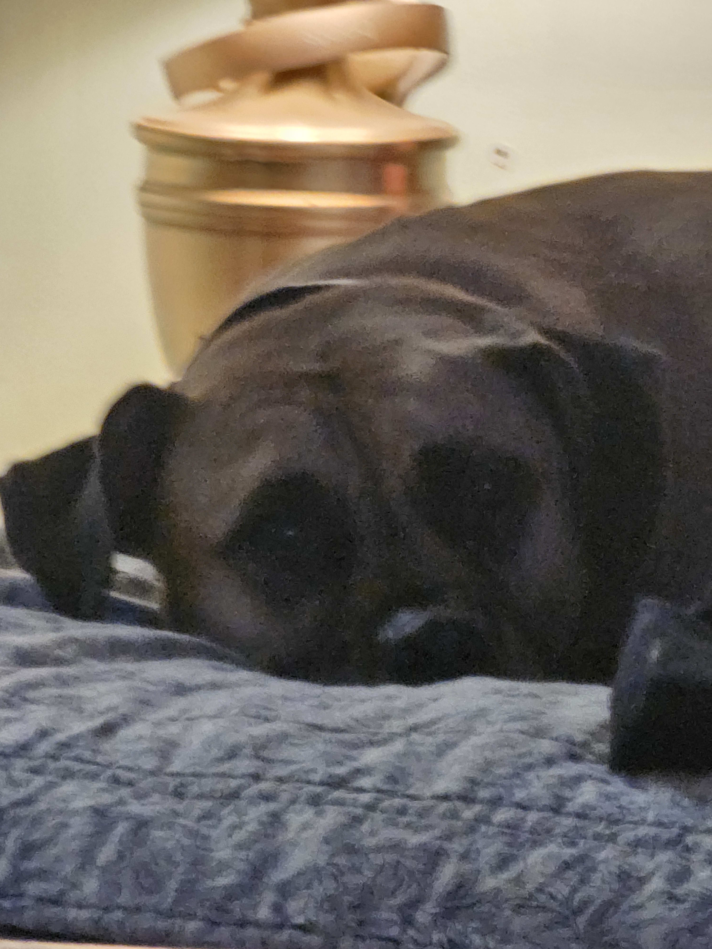 Xena