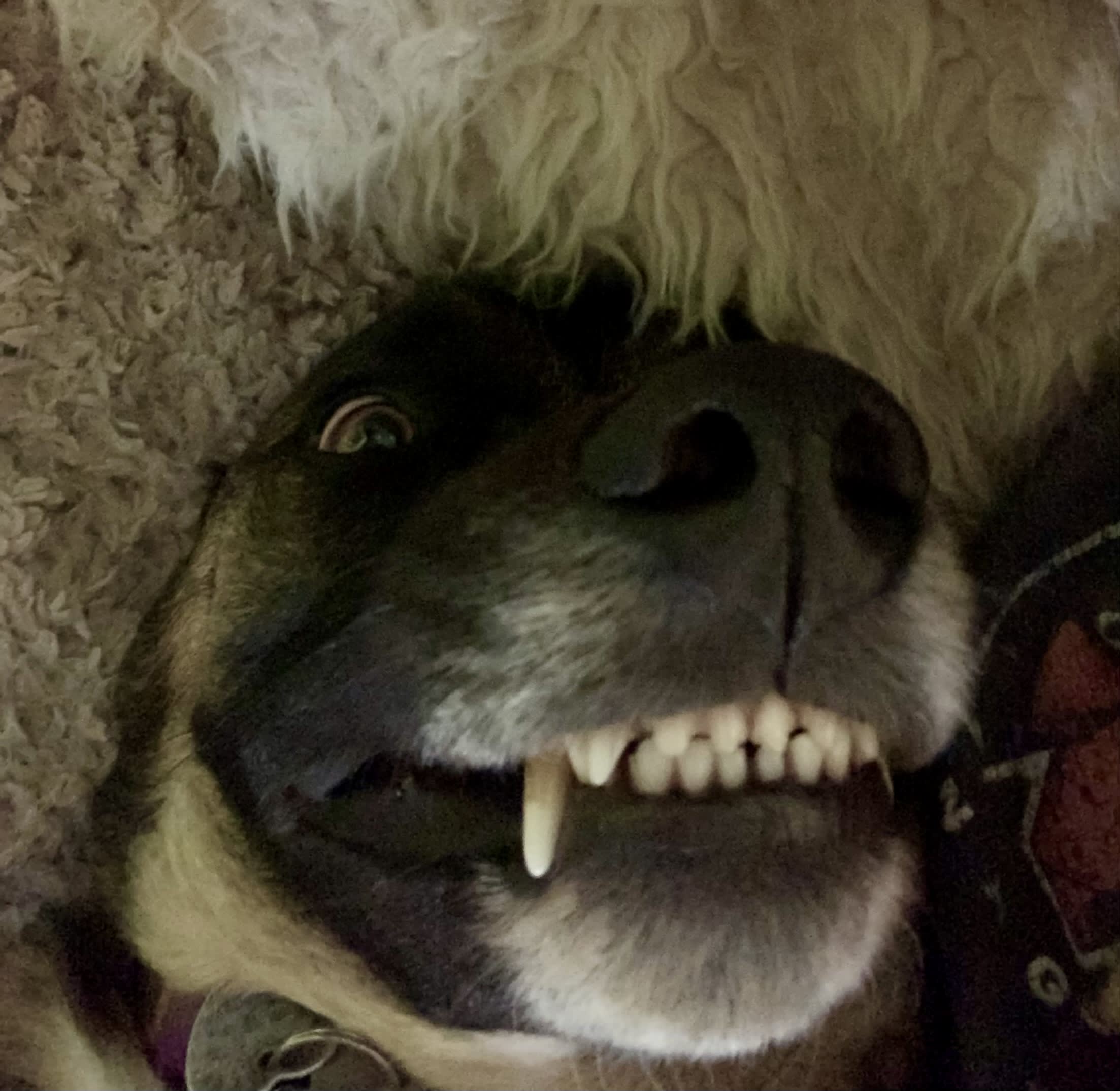 Eddie Eddie
