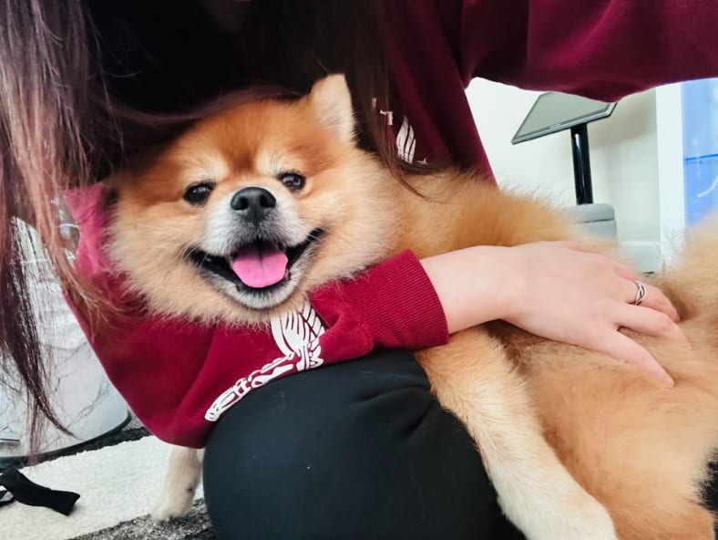 Kobi