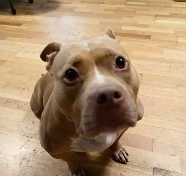 Penny