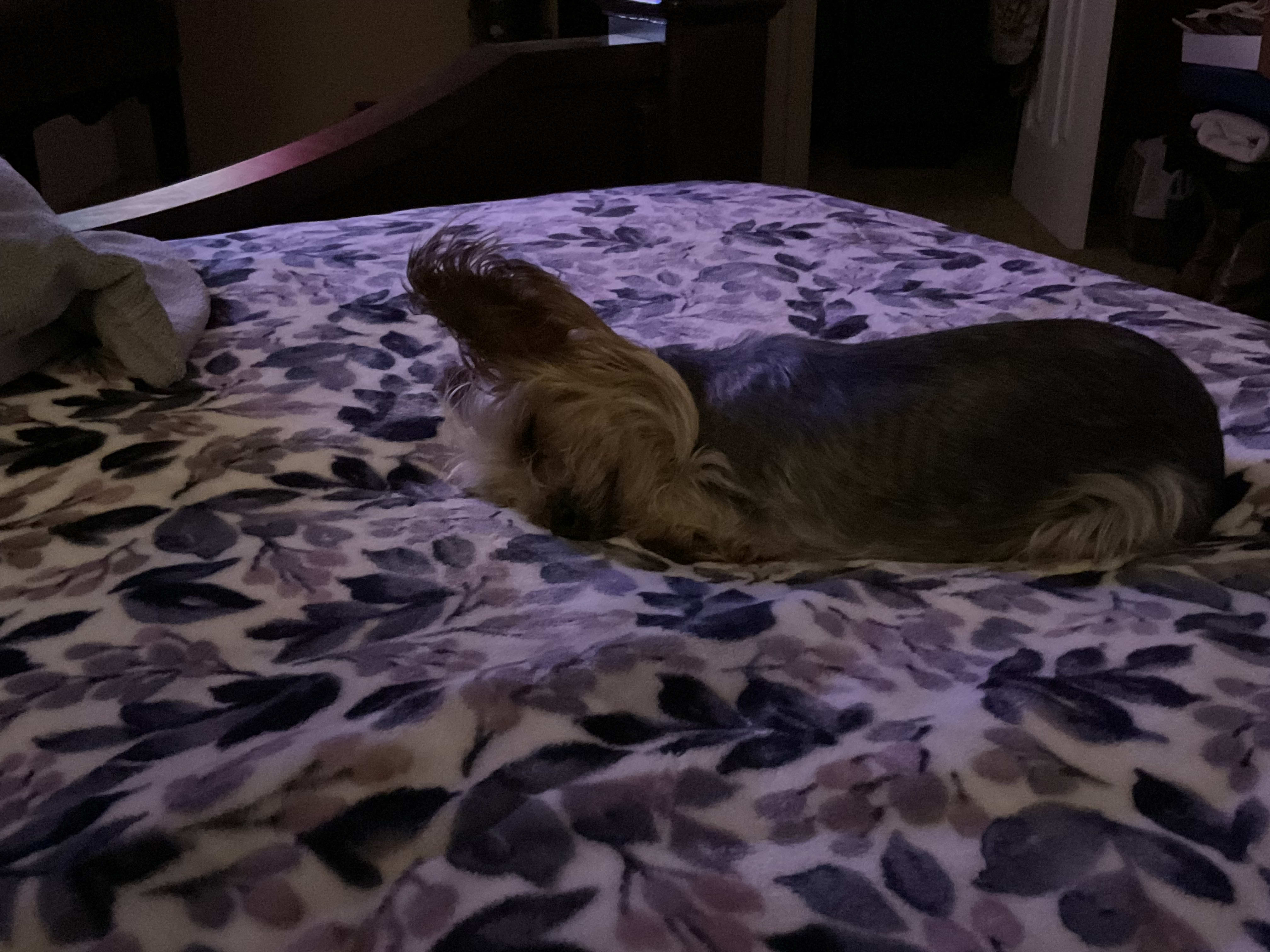 Gizmo