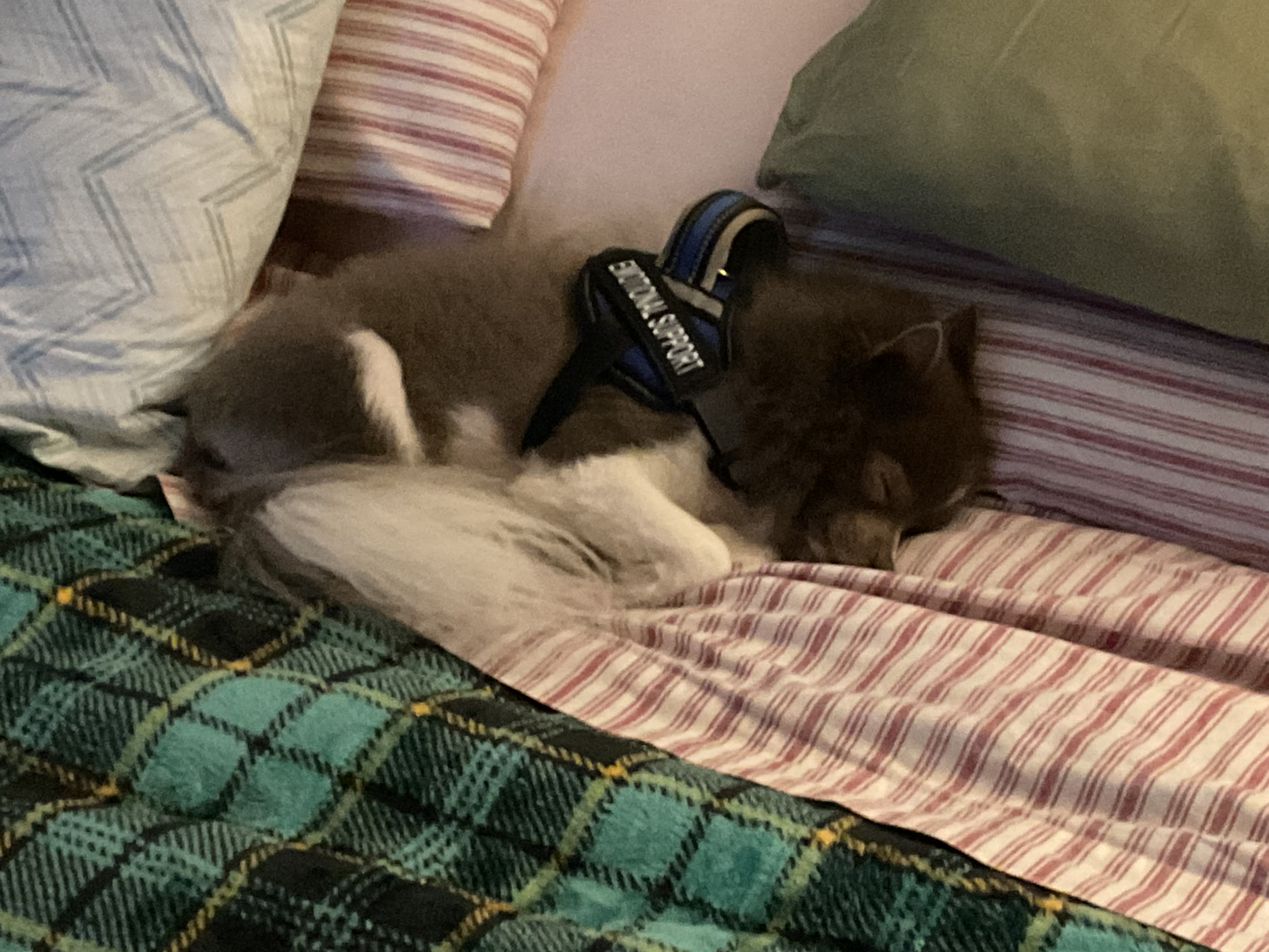Gizmo