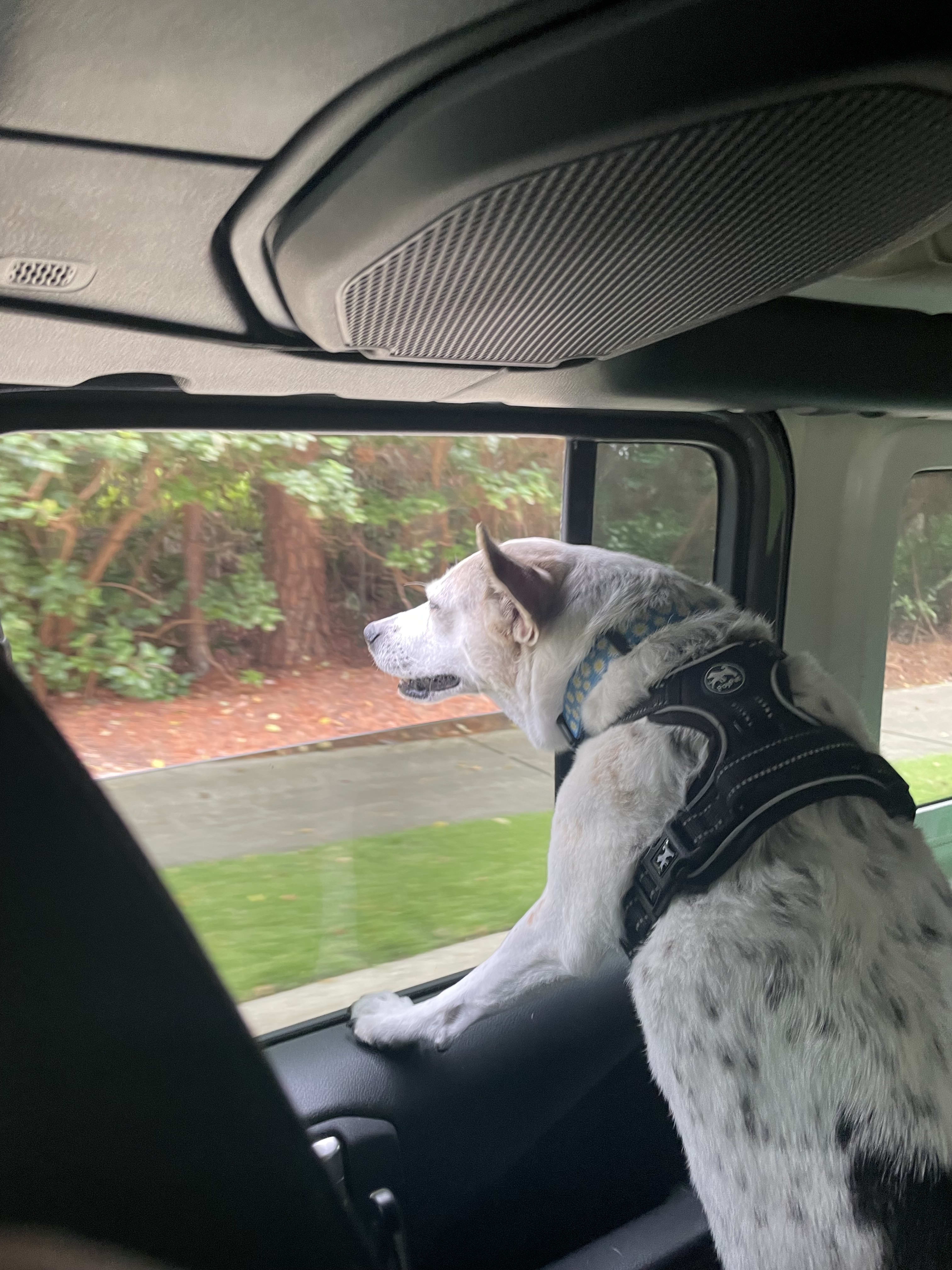 Piper