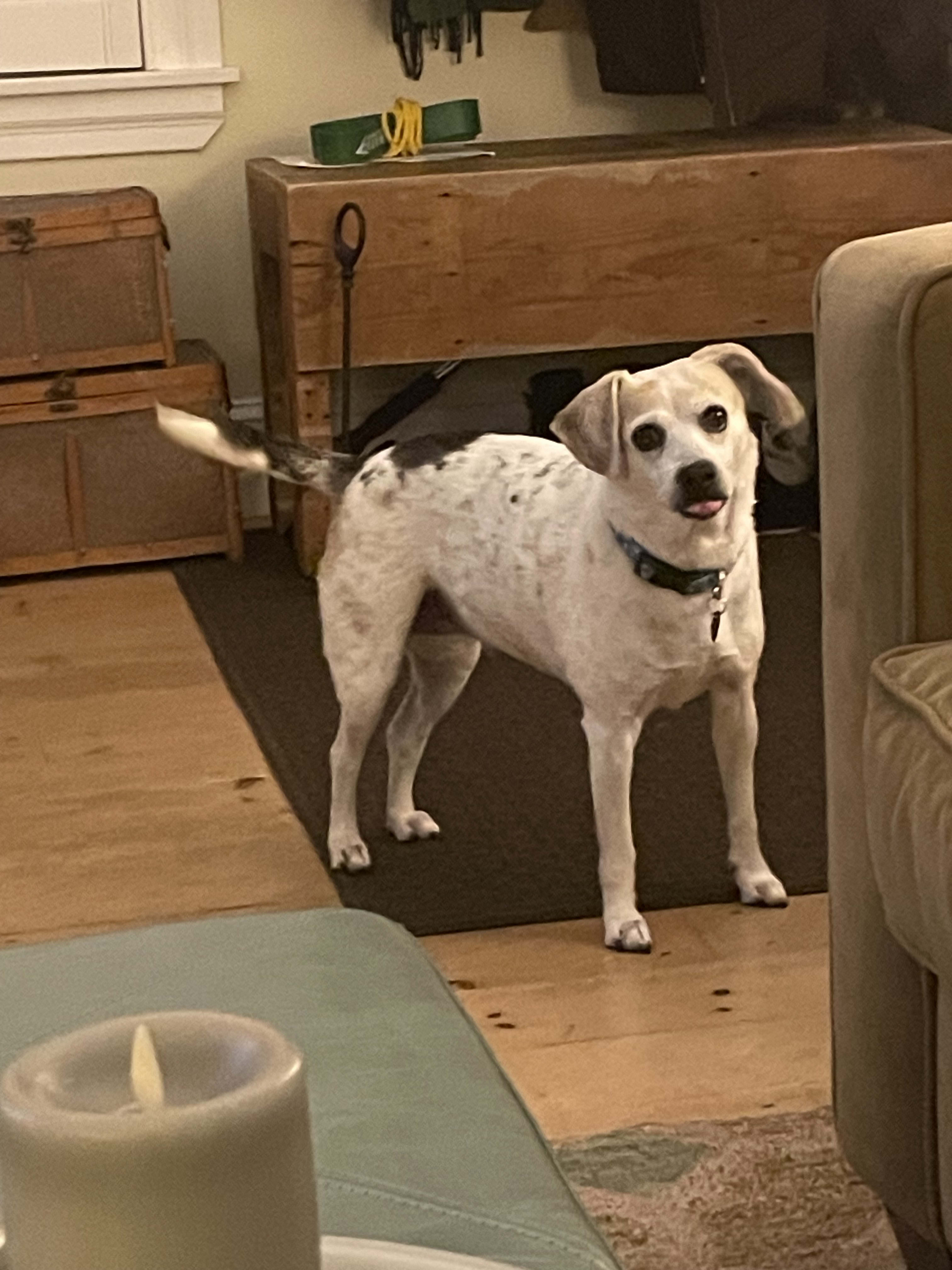 Piper