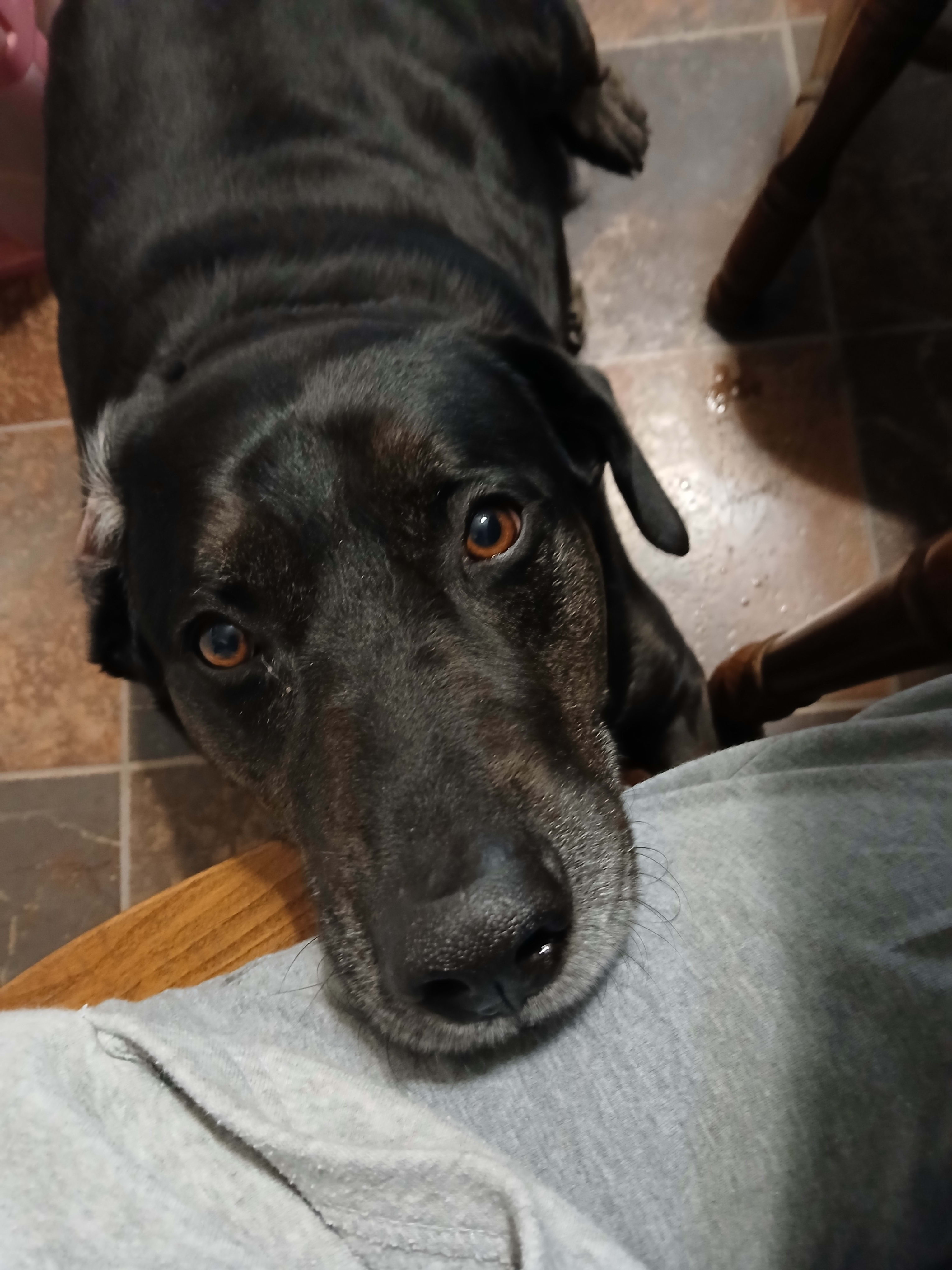 Avery Abilene eleven year old catahoula