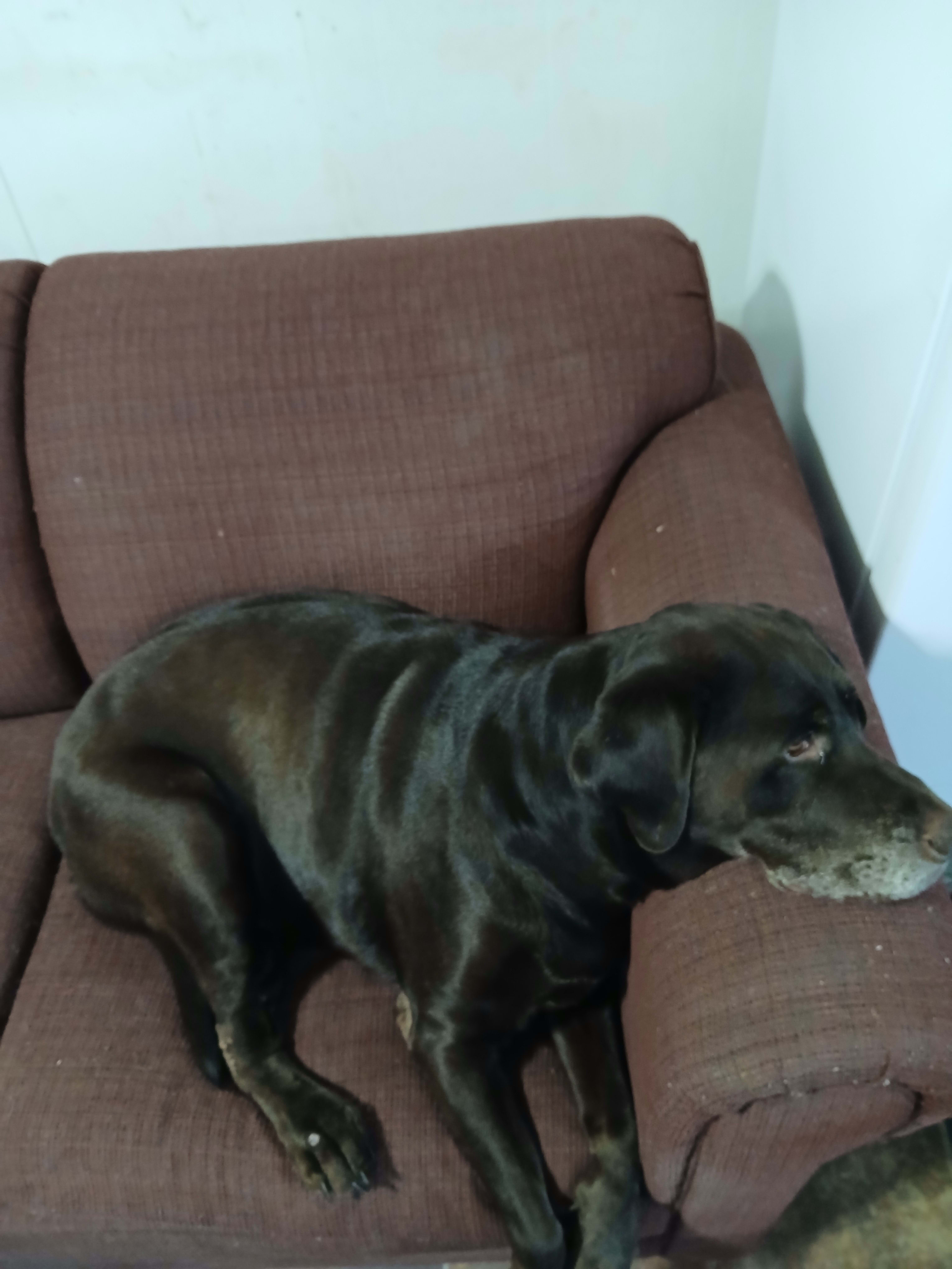 Avery Abilene eleven year old catahoula