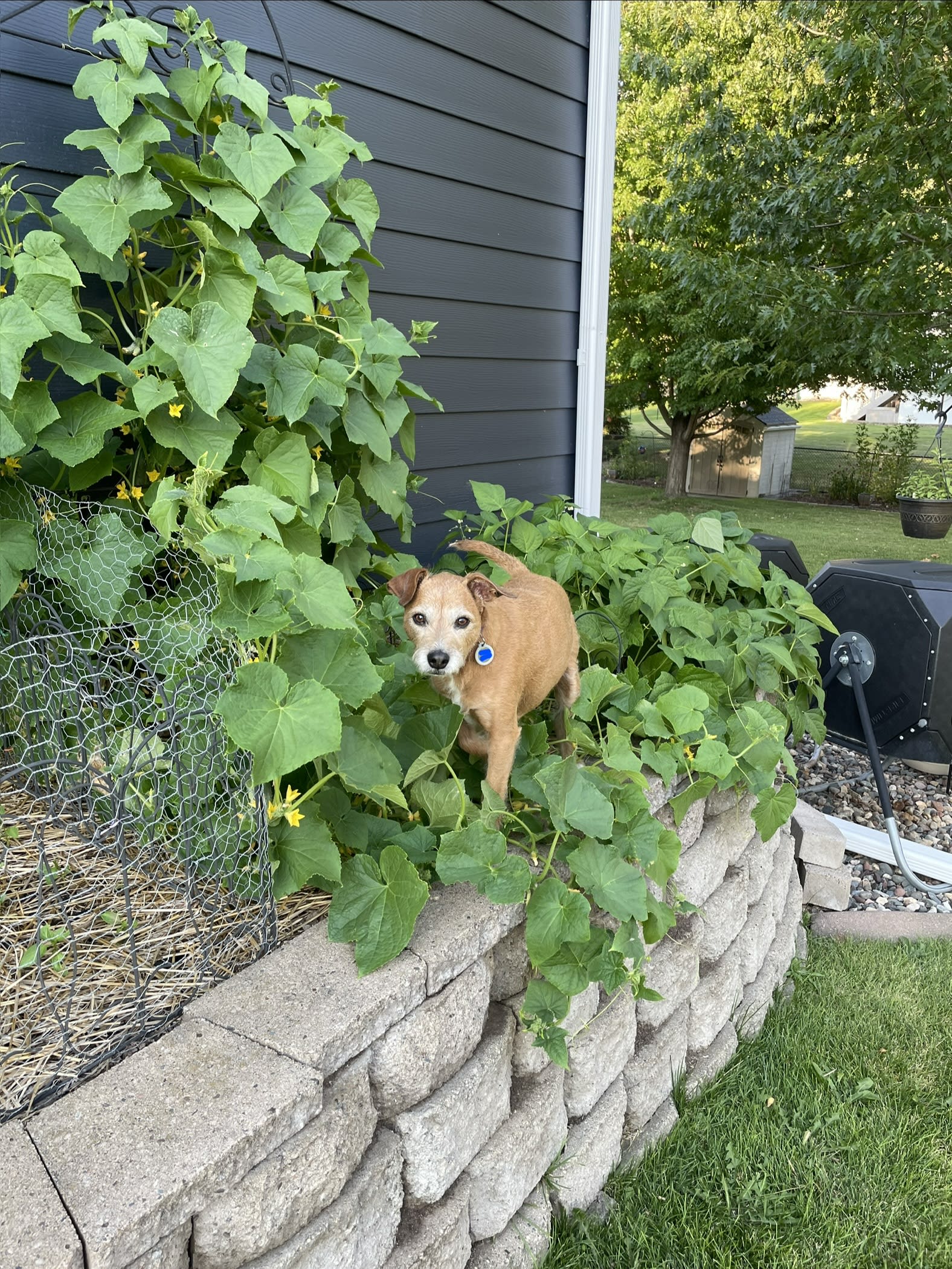 Hazel