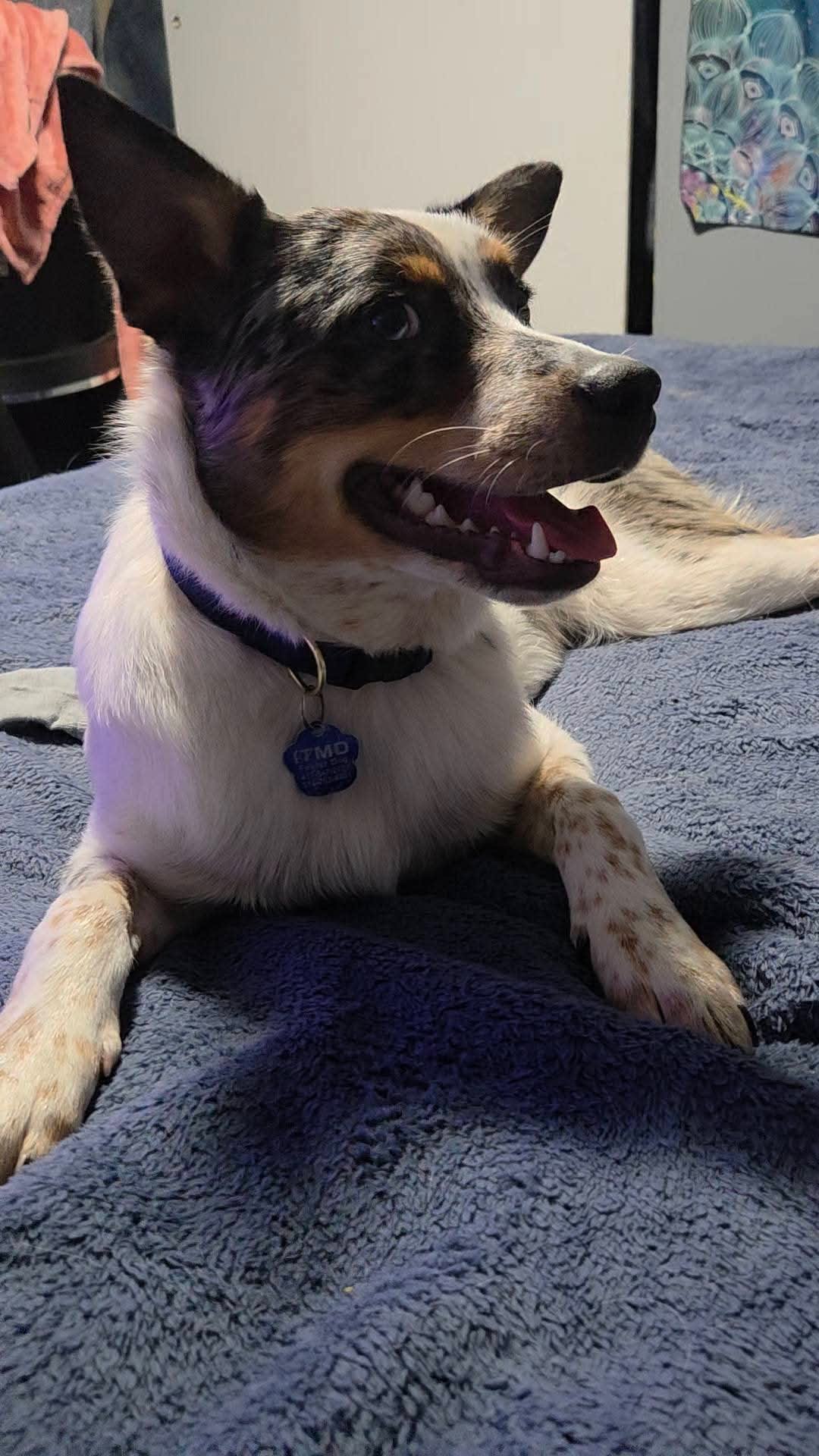 Stella