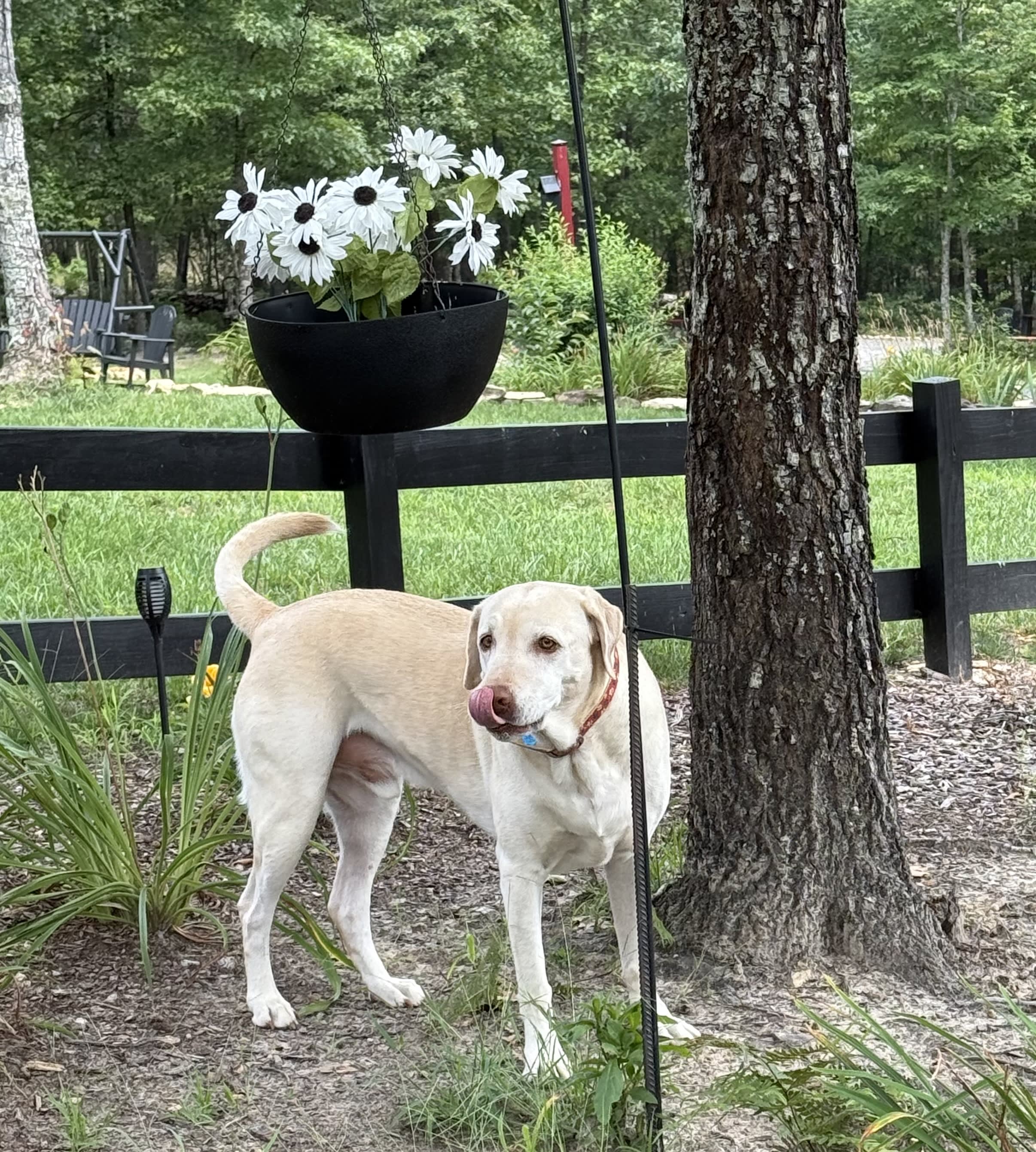 Odie