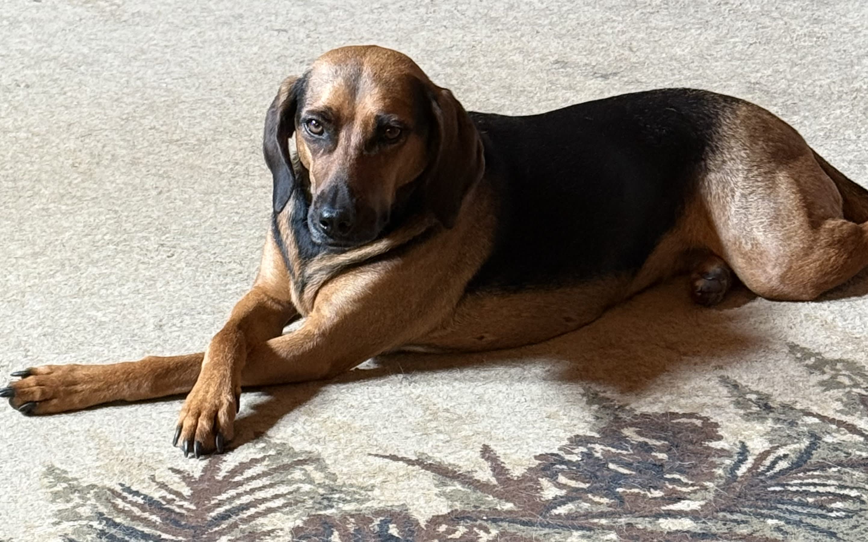 Odie