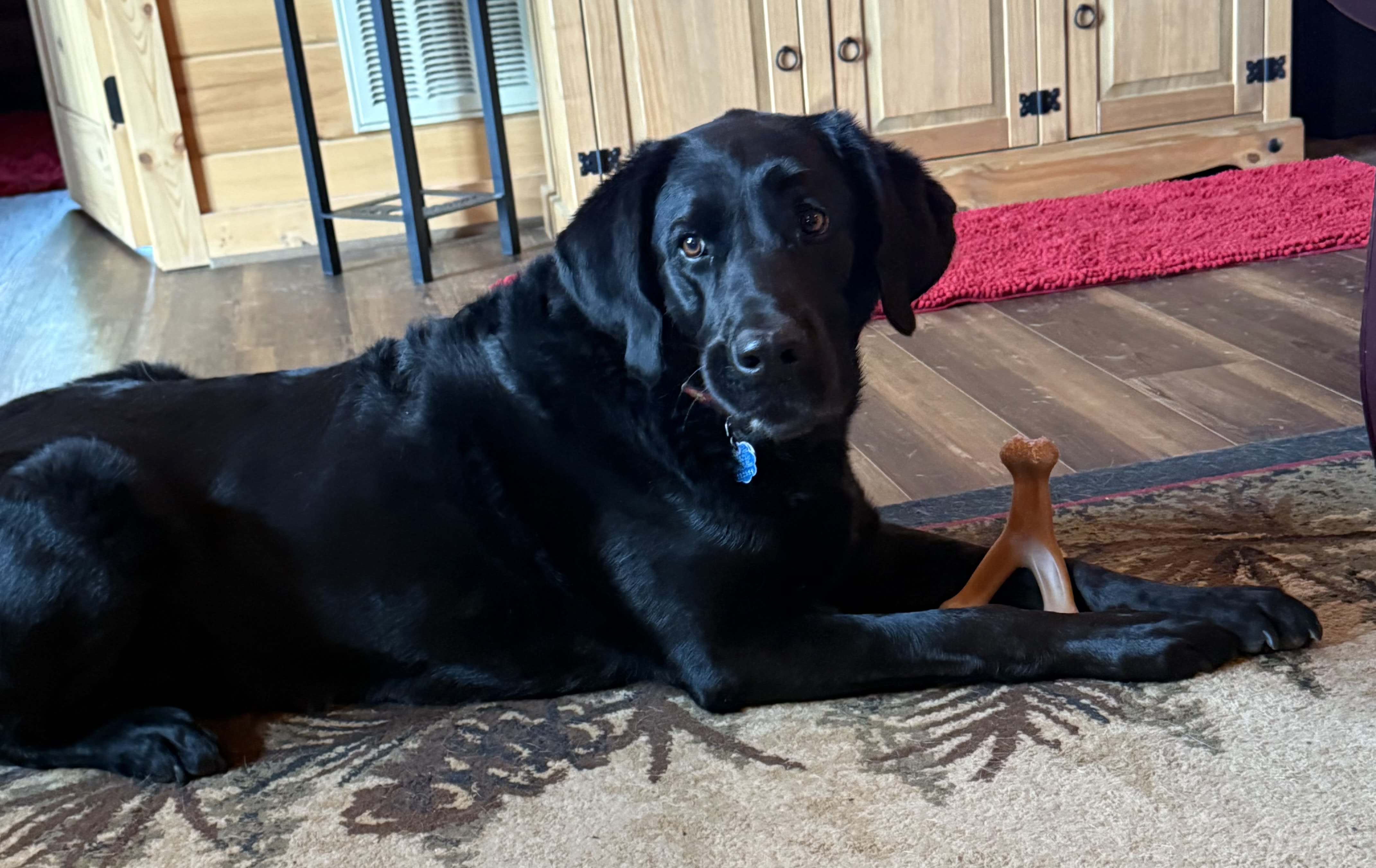 Odie