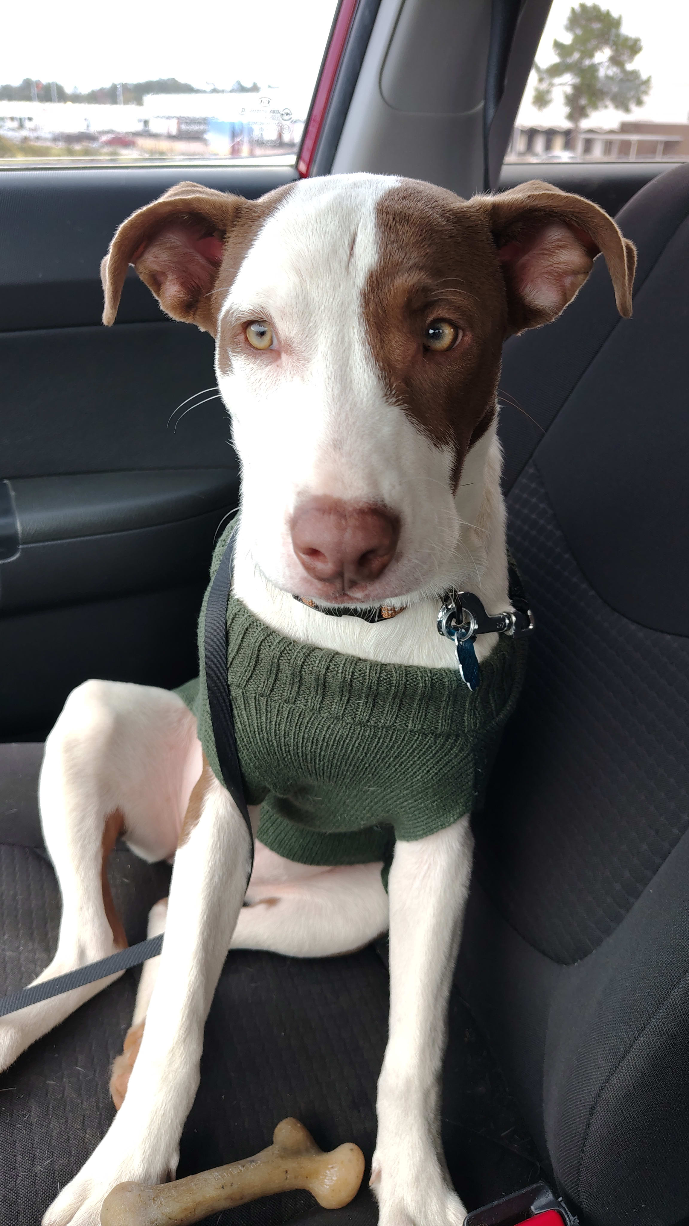 GoldieHawn_pittiemix