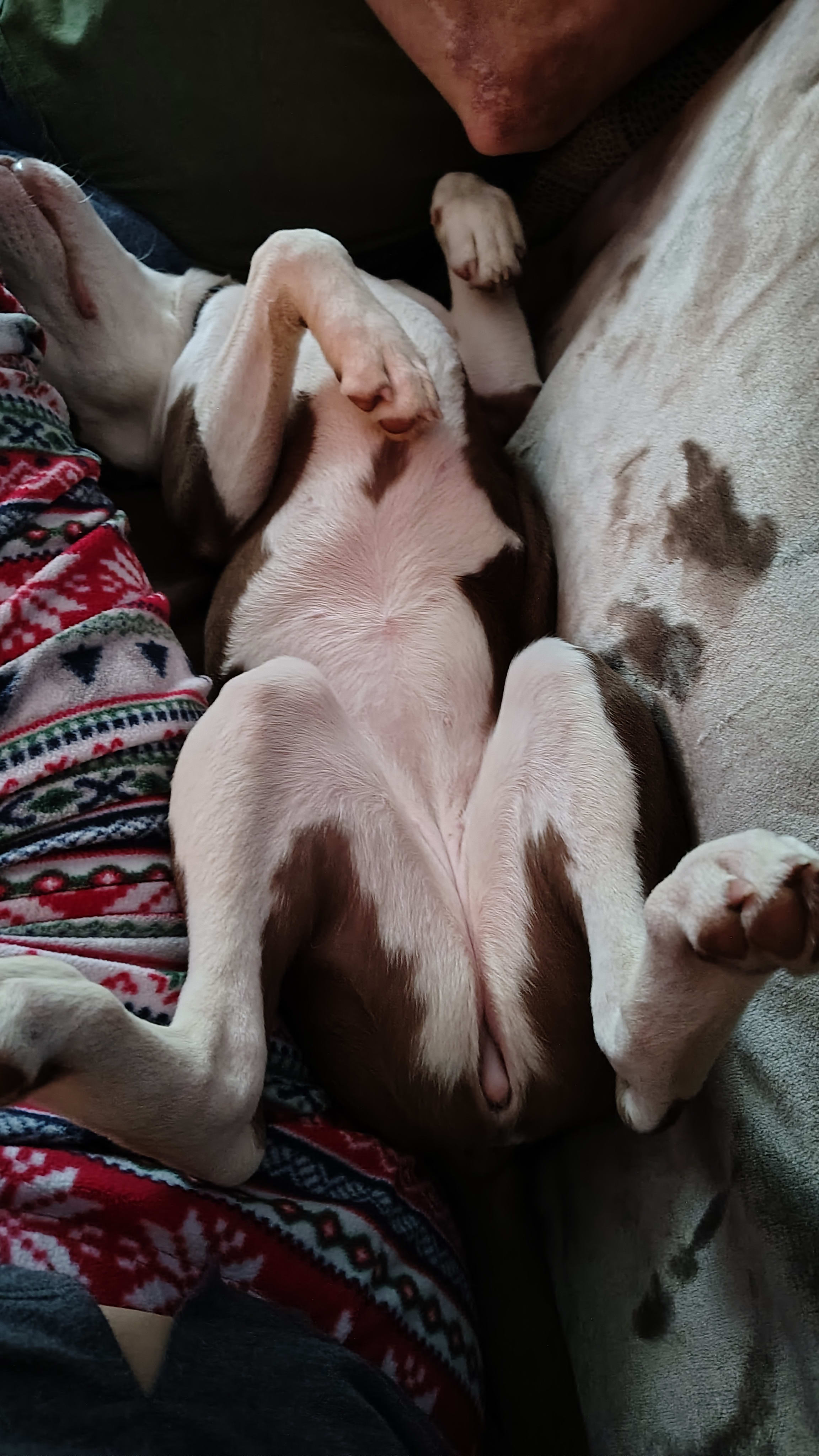 GoldieHawn_pittiemix