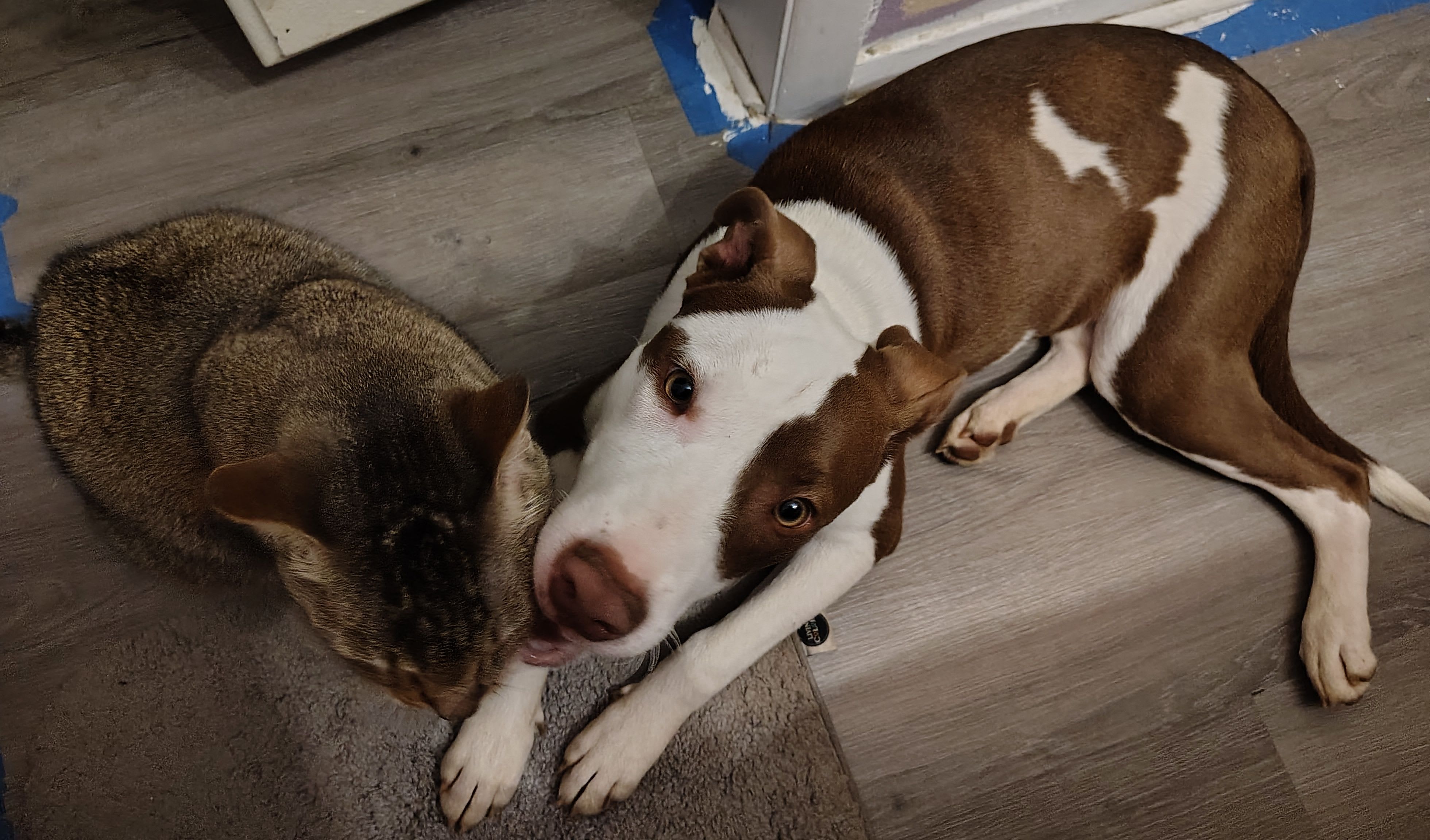 GoldieHawn_pittiemix
