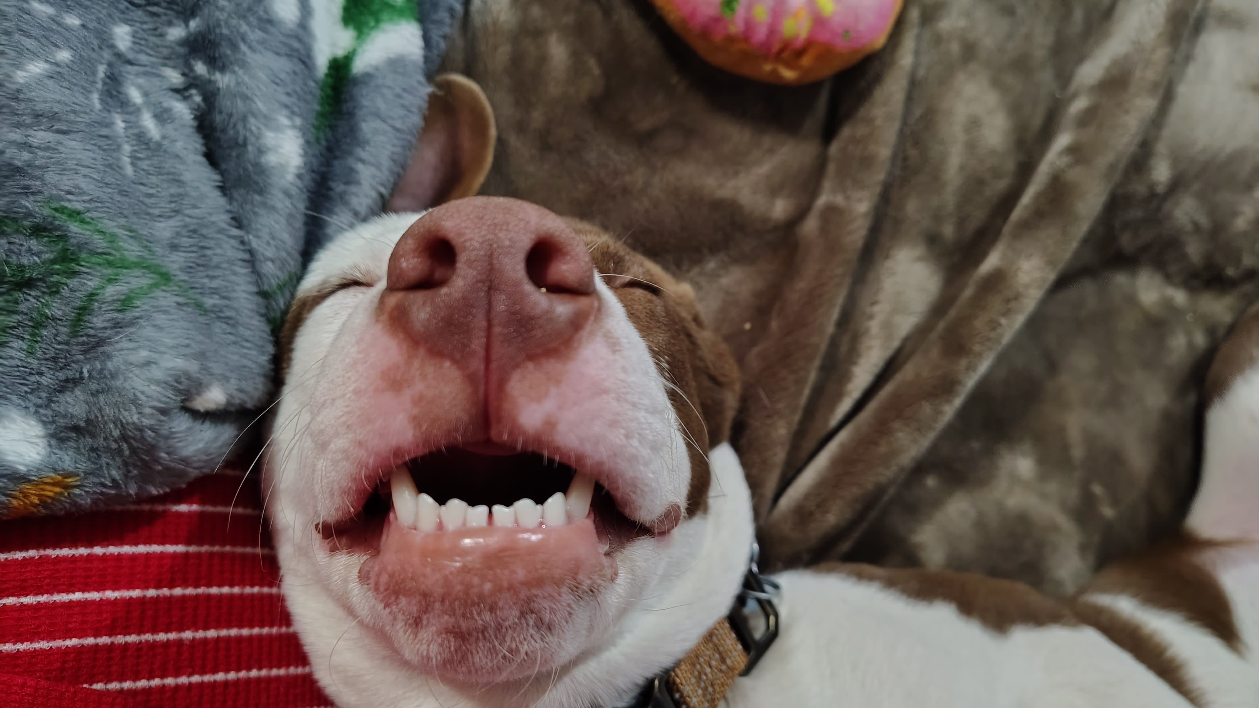 GoldieHawn_pittiemix