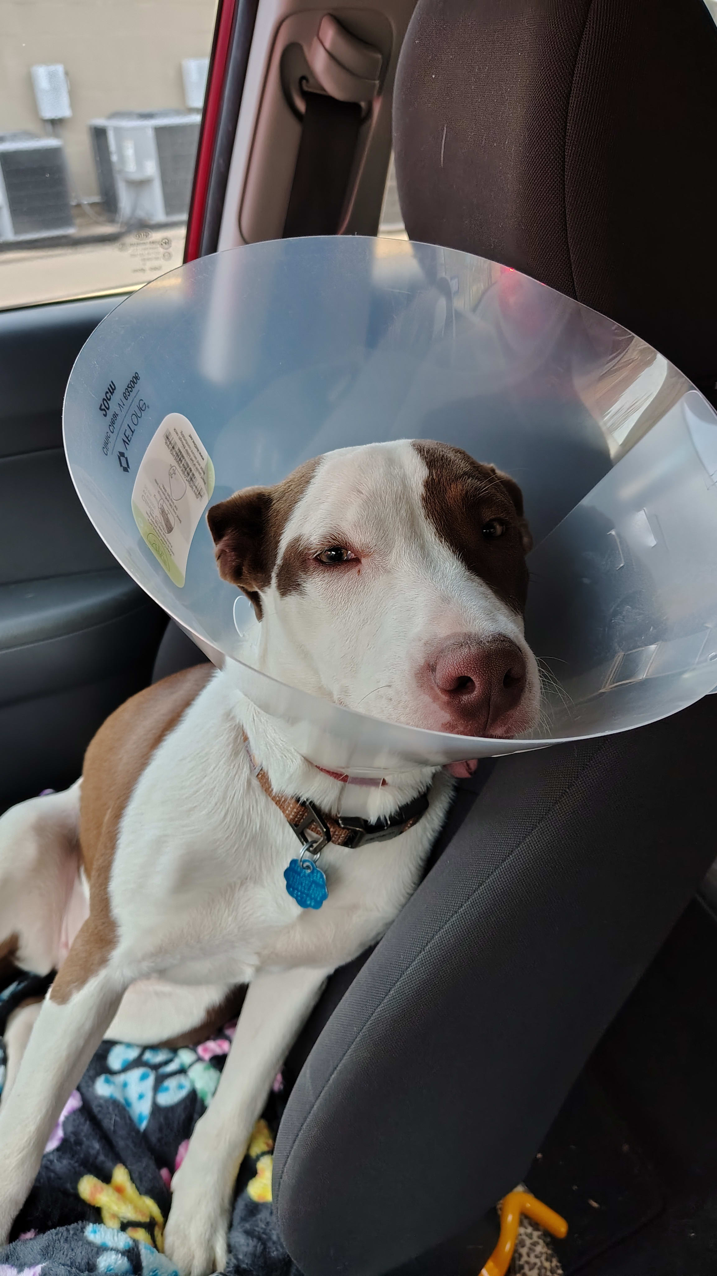 GoldieHawn_pittiemix