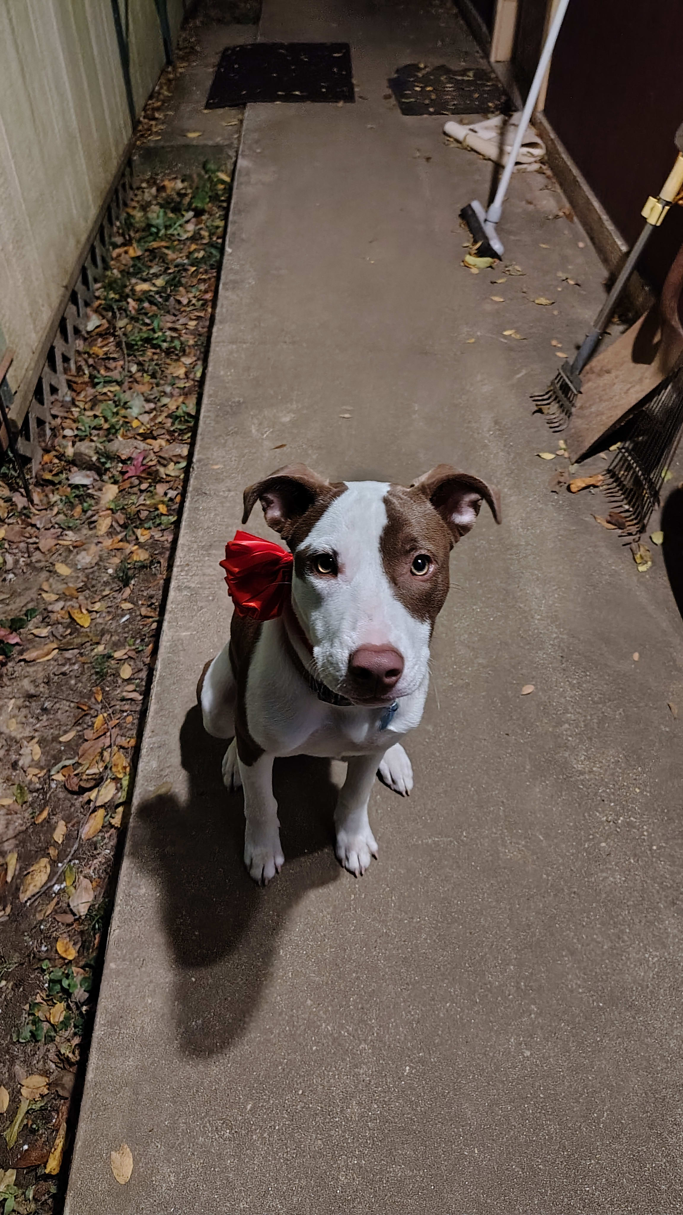 GoldieHawn_pittiemix