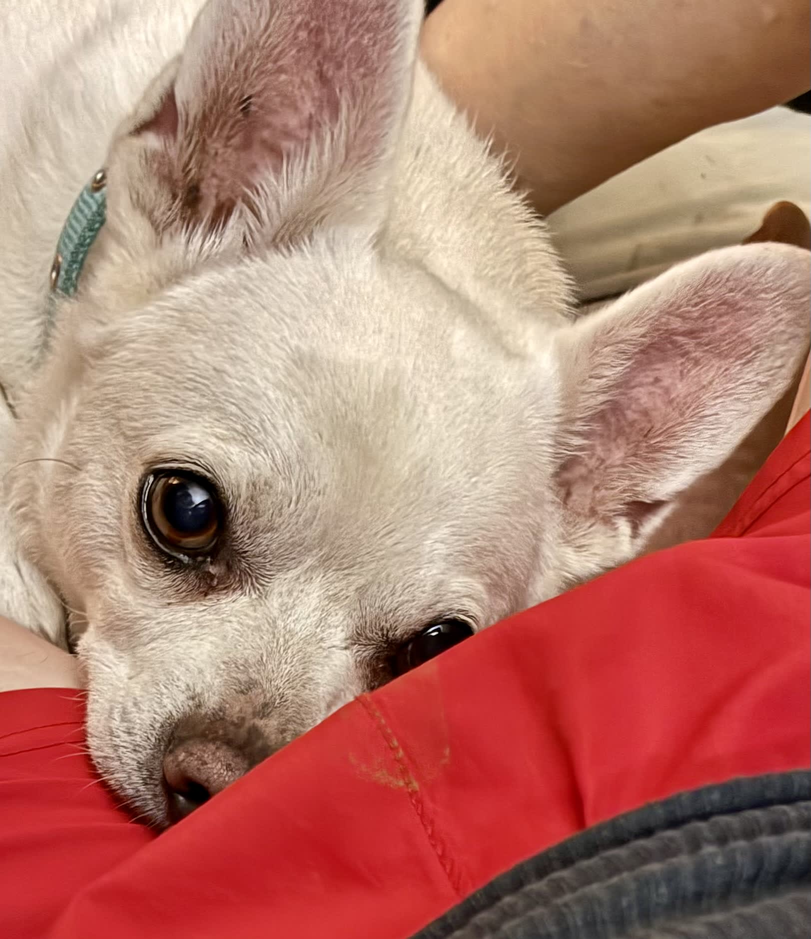 Buddy