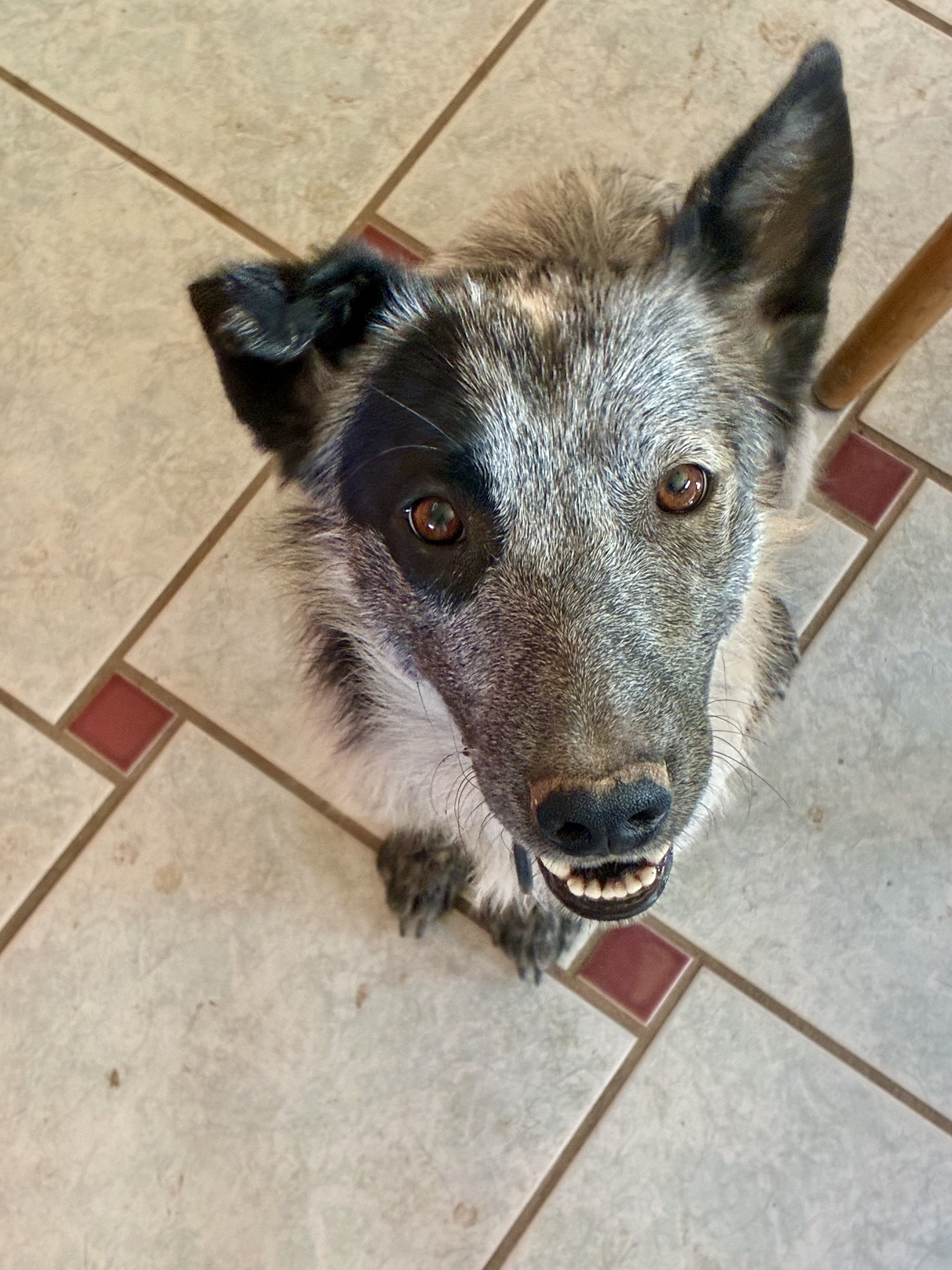 Buddy