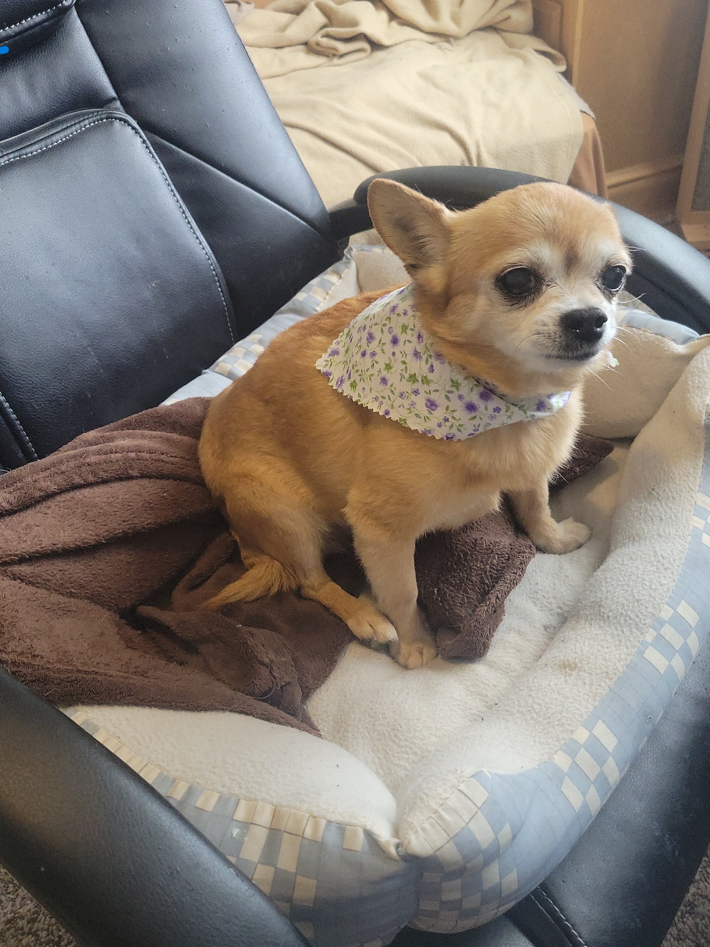 Chloe Chloe