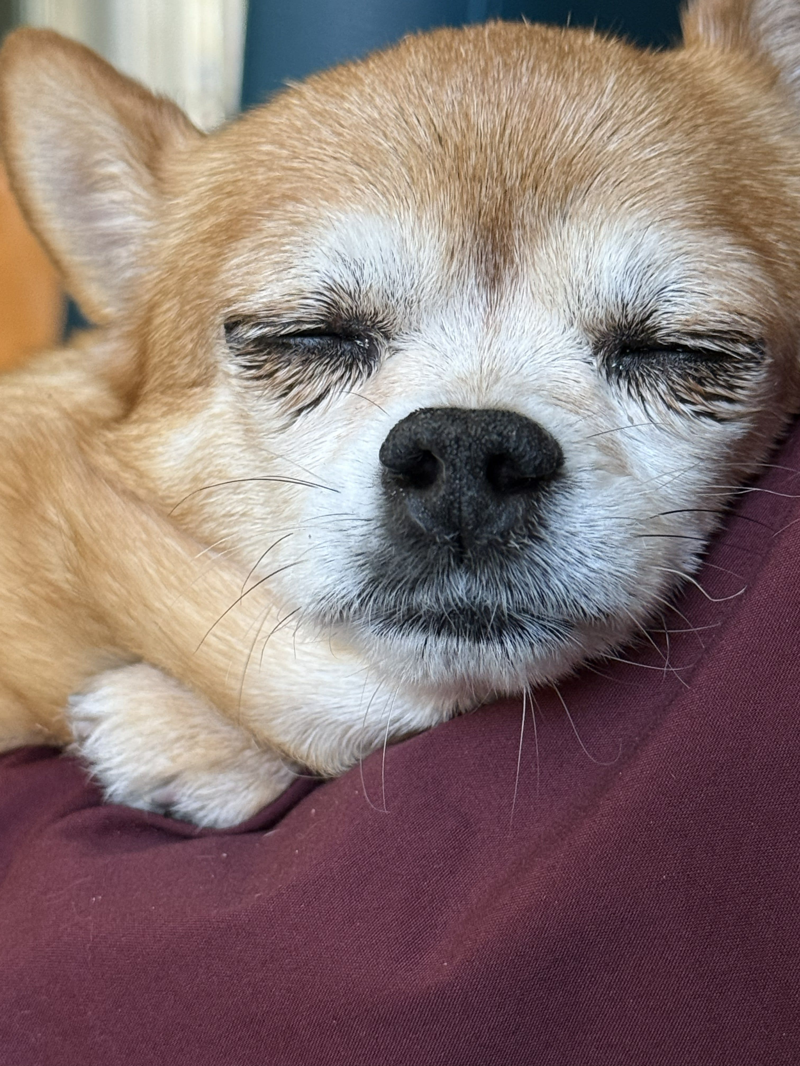 Chloe Chloe