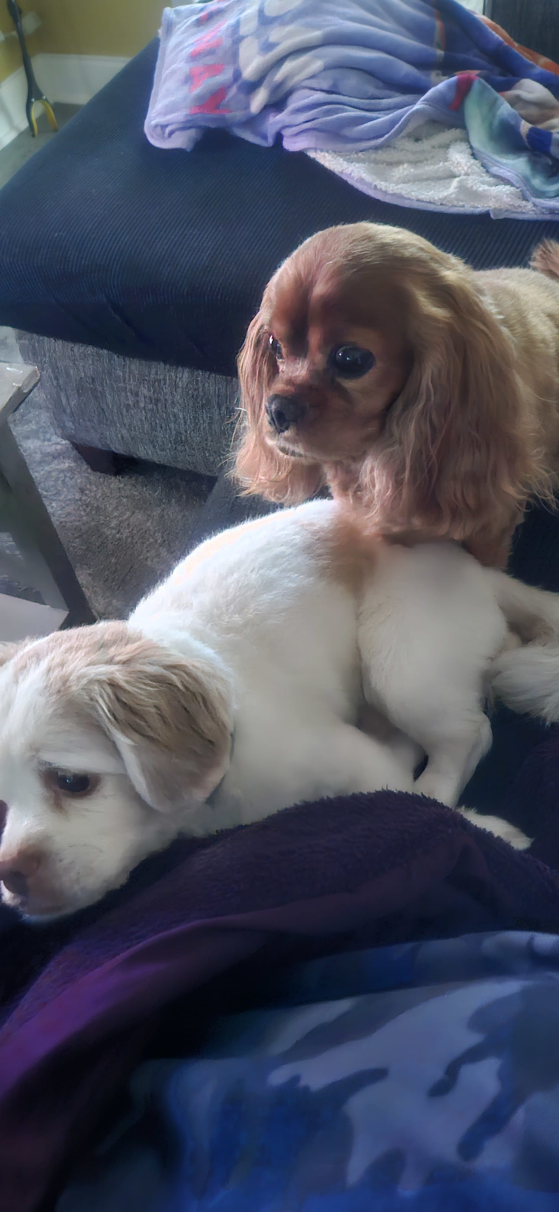 Rosalin and Rocky Rosalin and Rocky