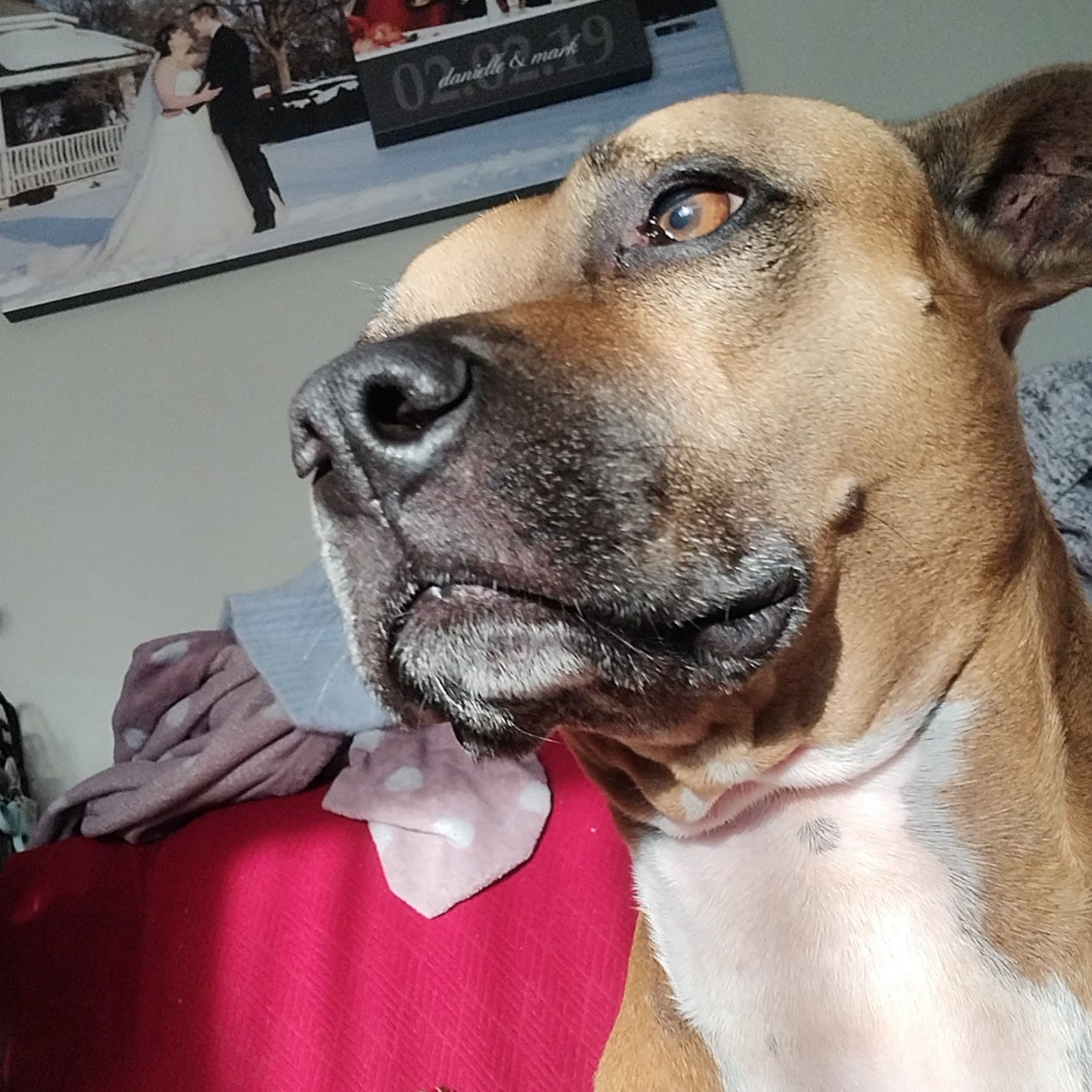 Harley