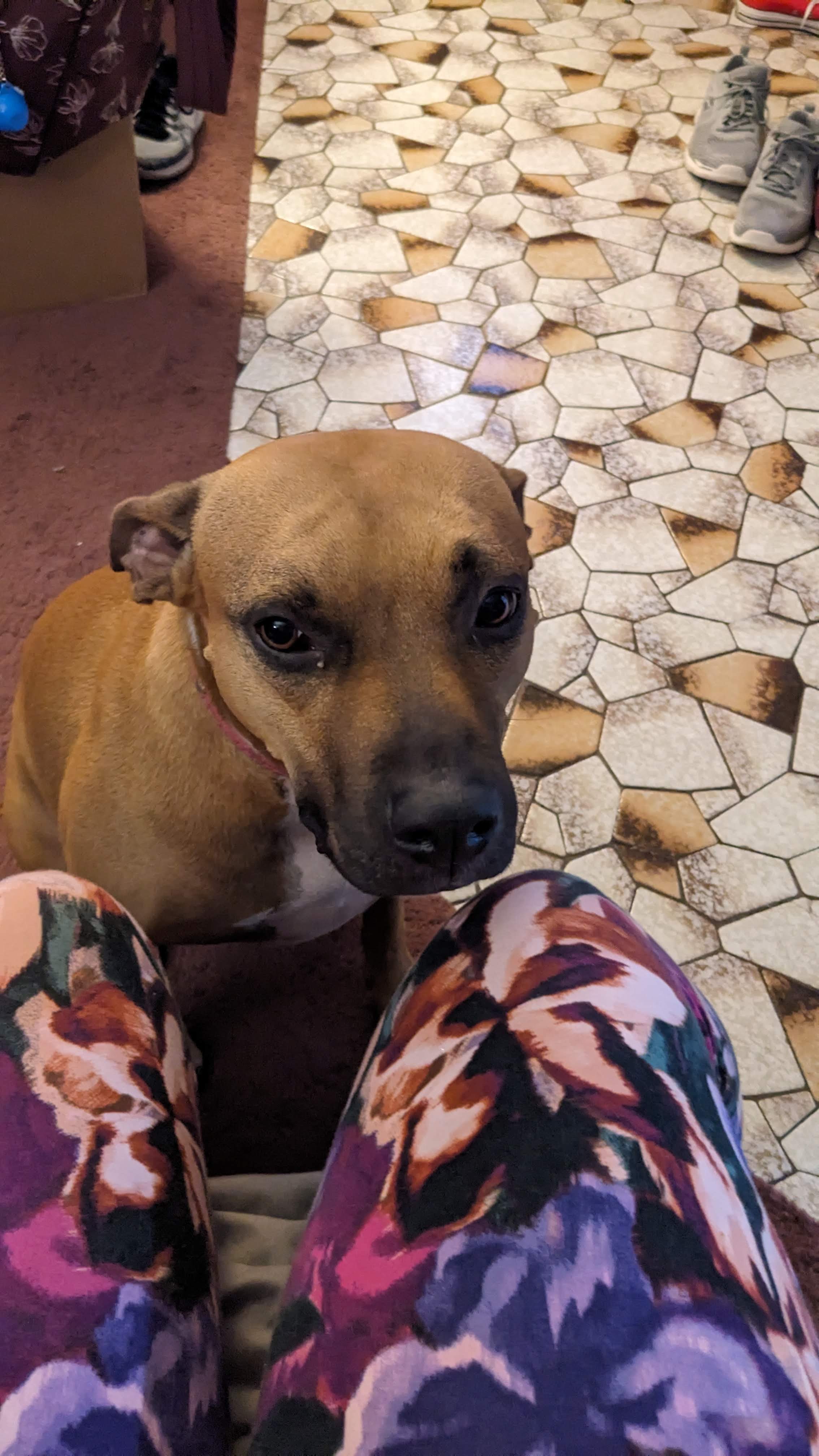 Harley