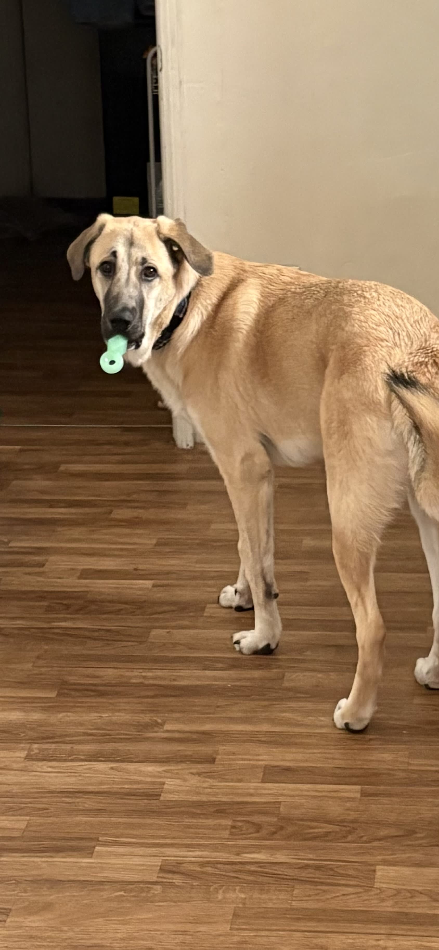Koda