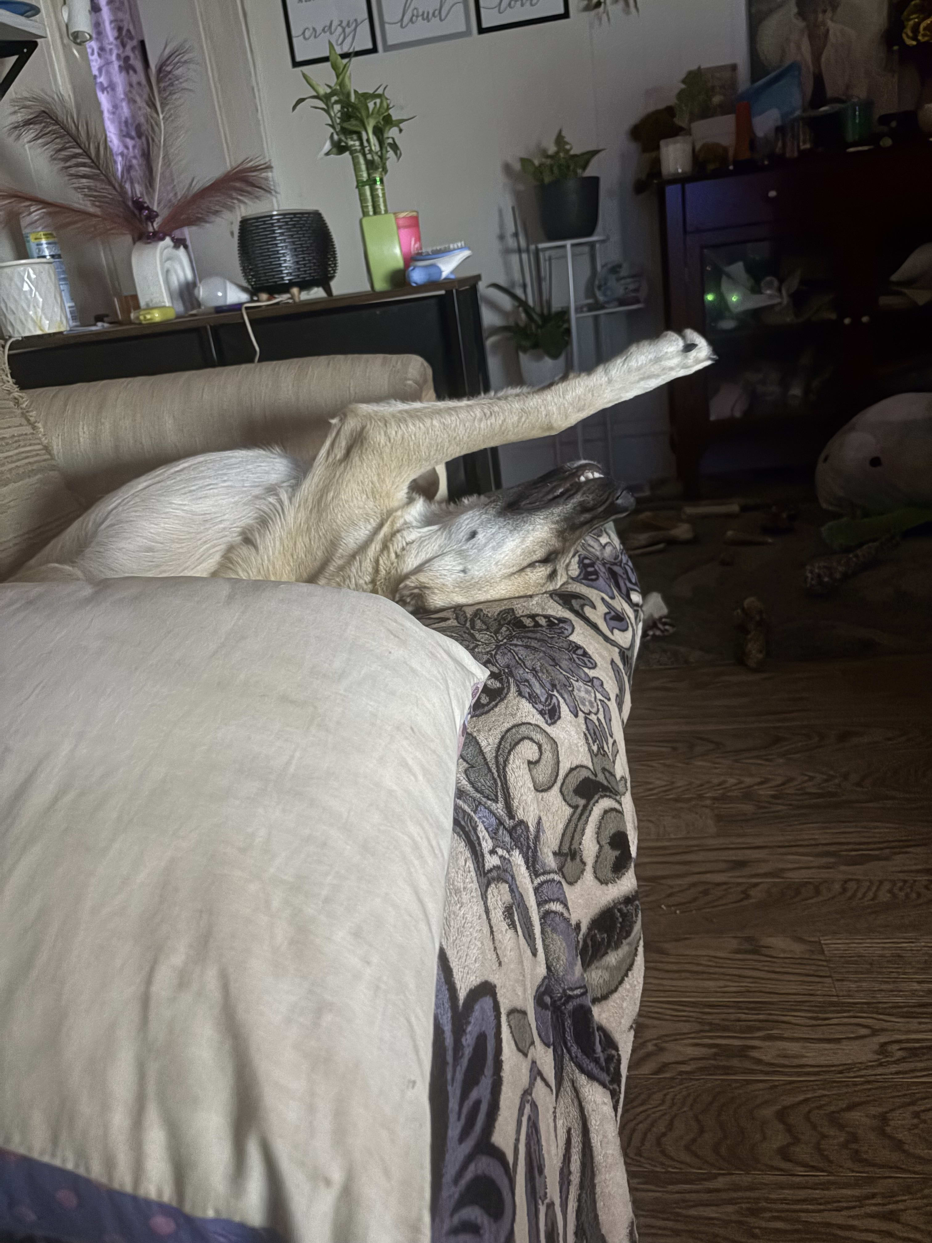 Koda