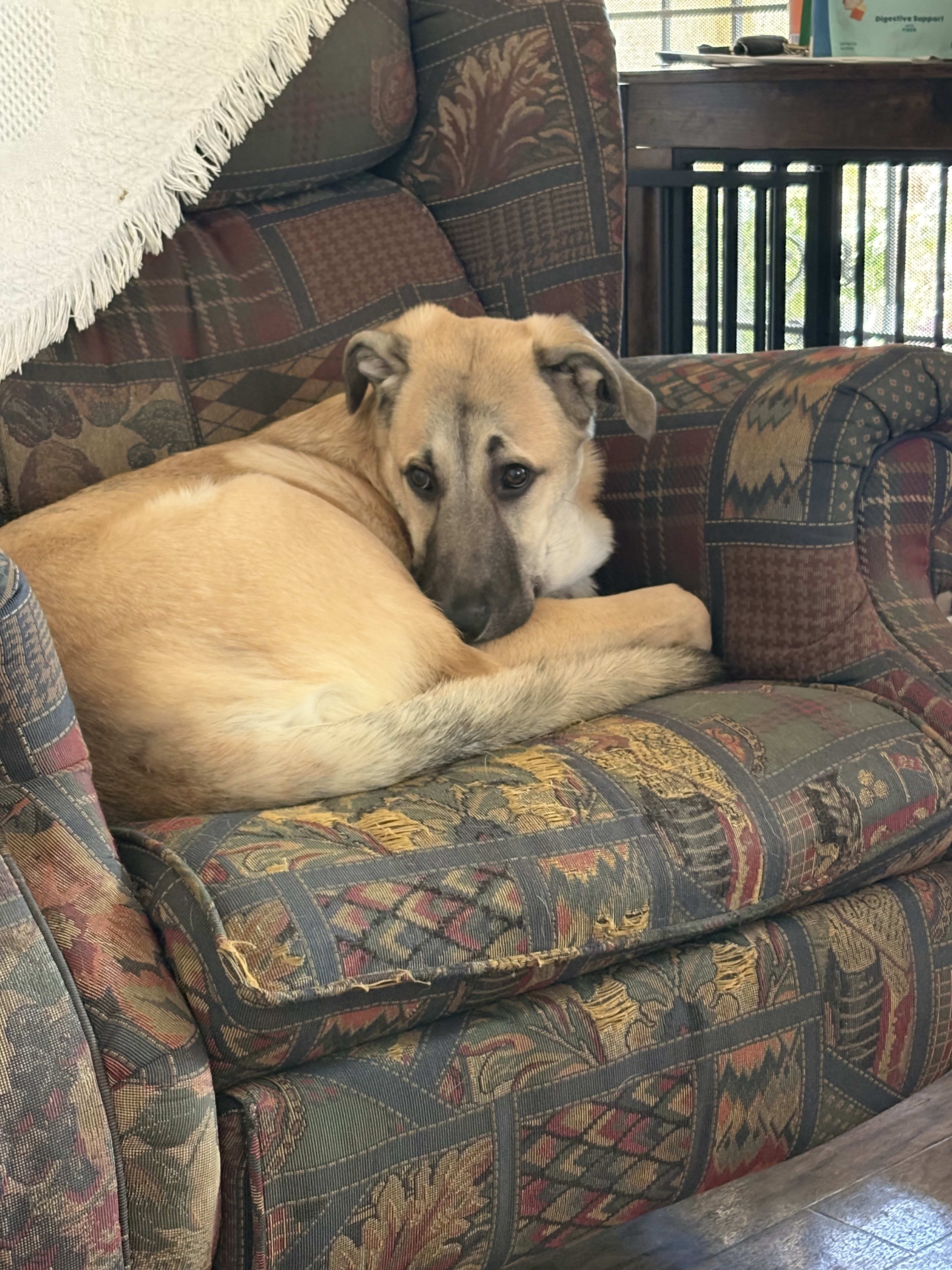 Koda