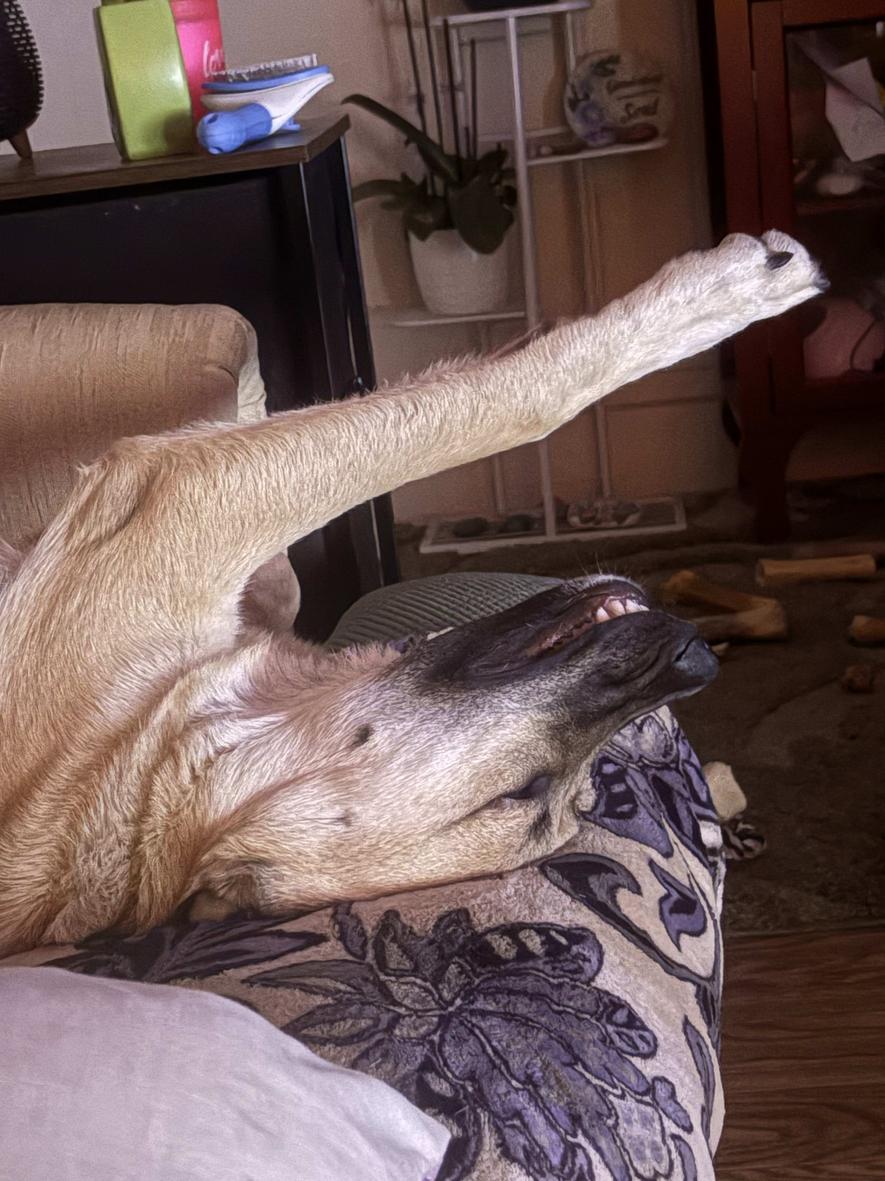 Koda