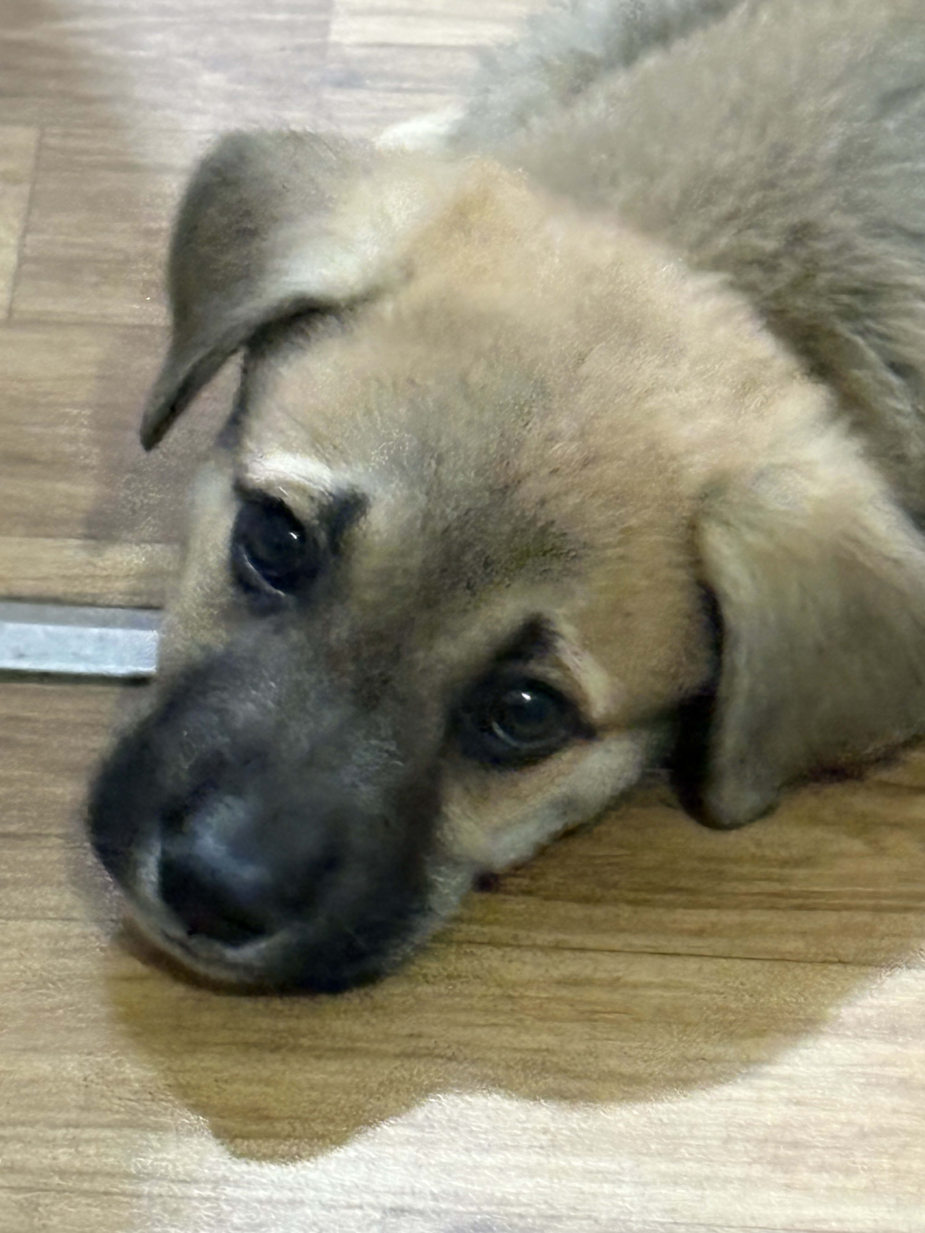 Koda
