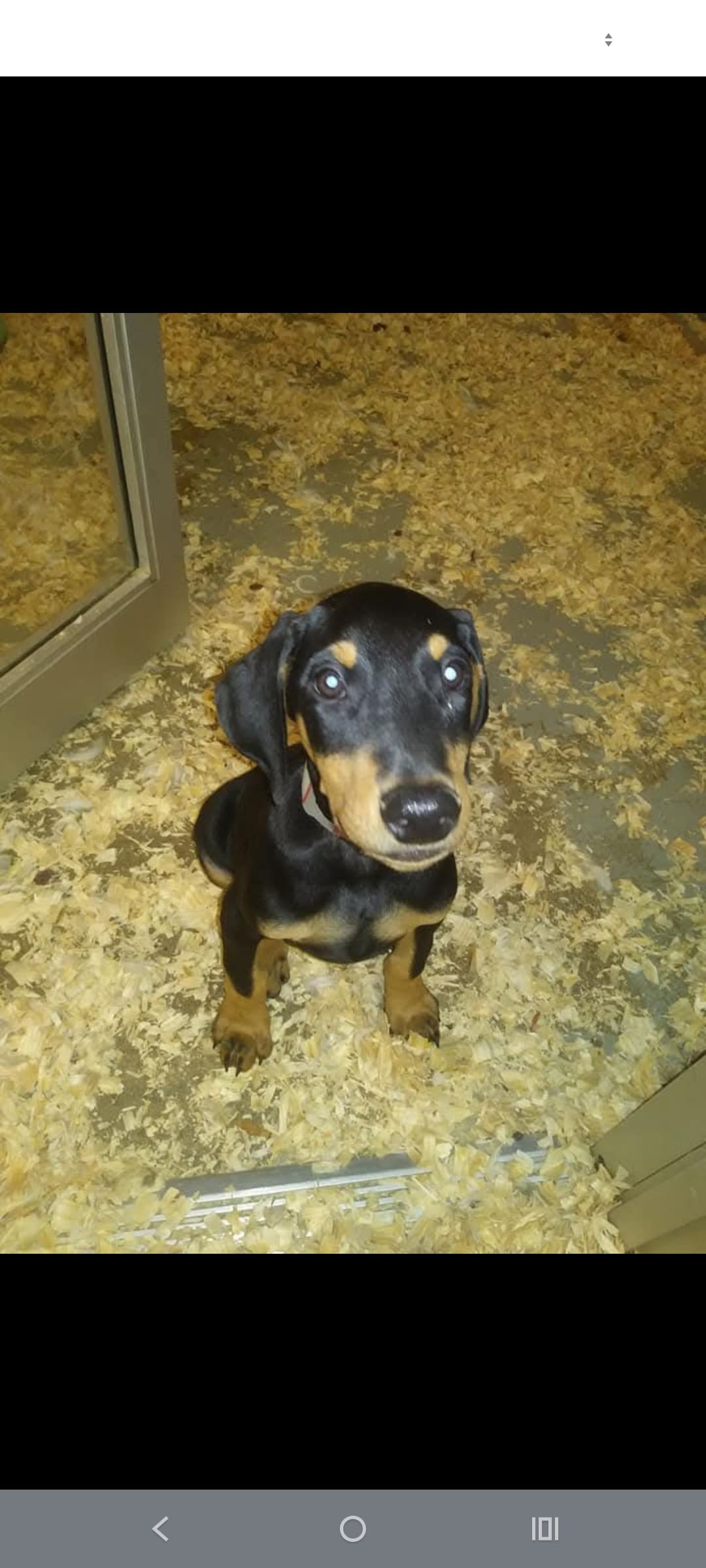 Oscar