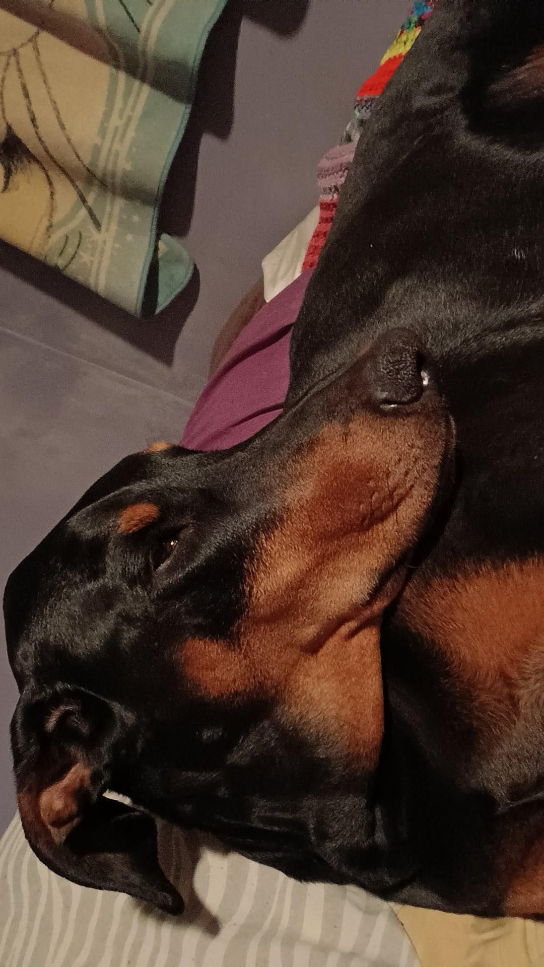 Oscar