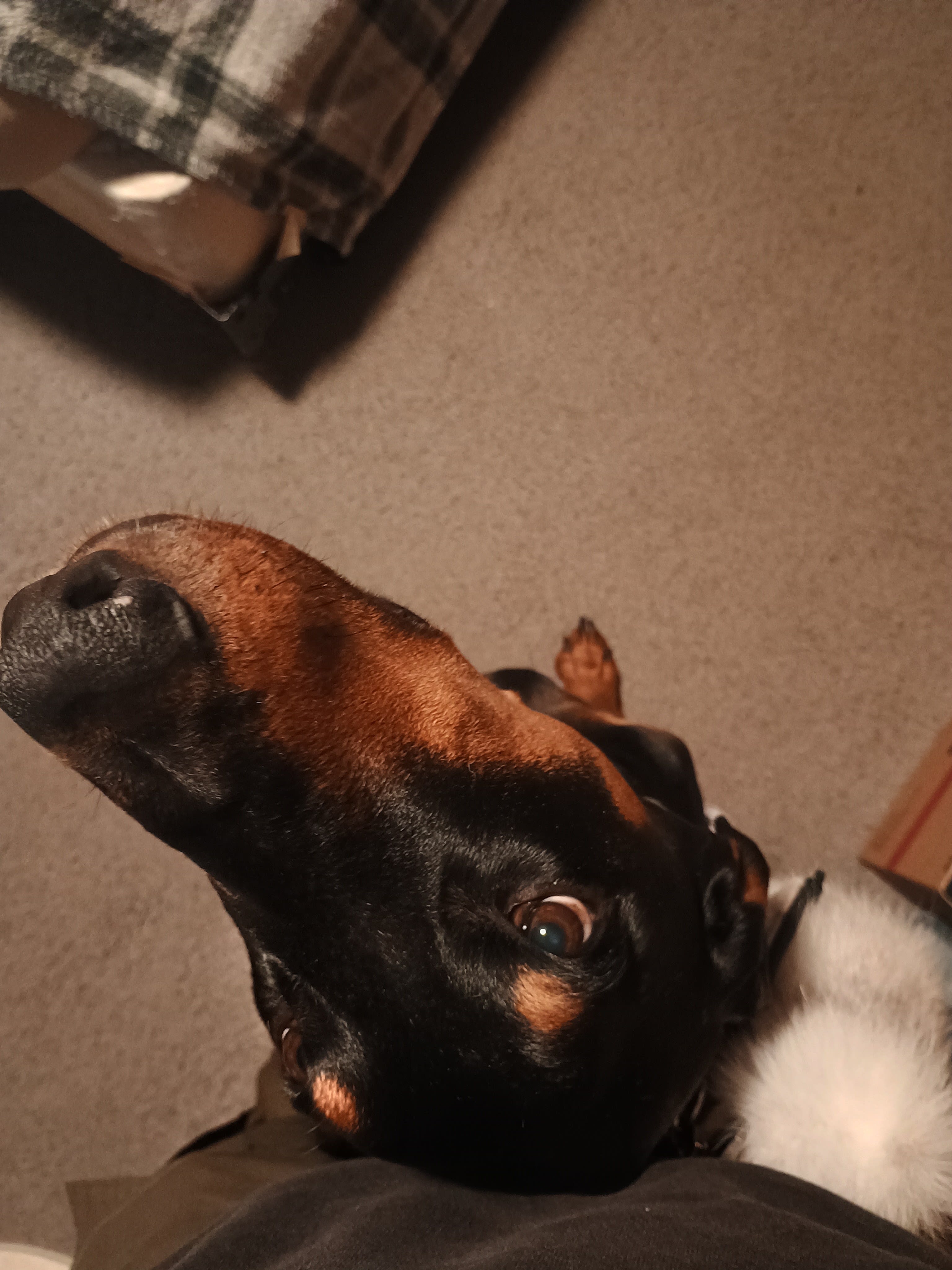 Oscar