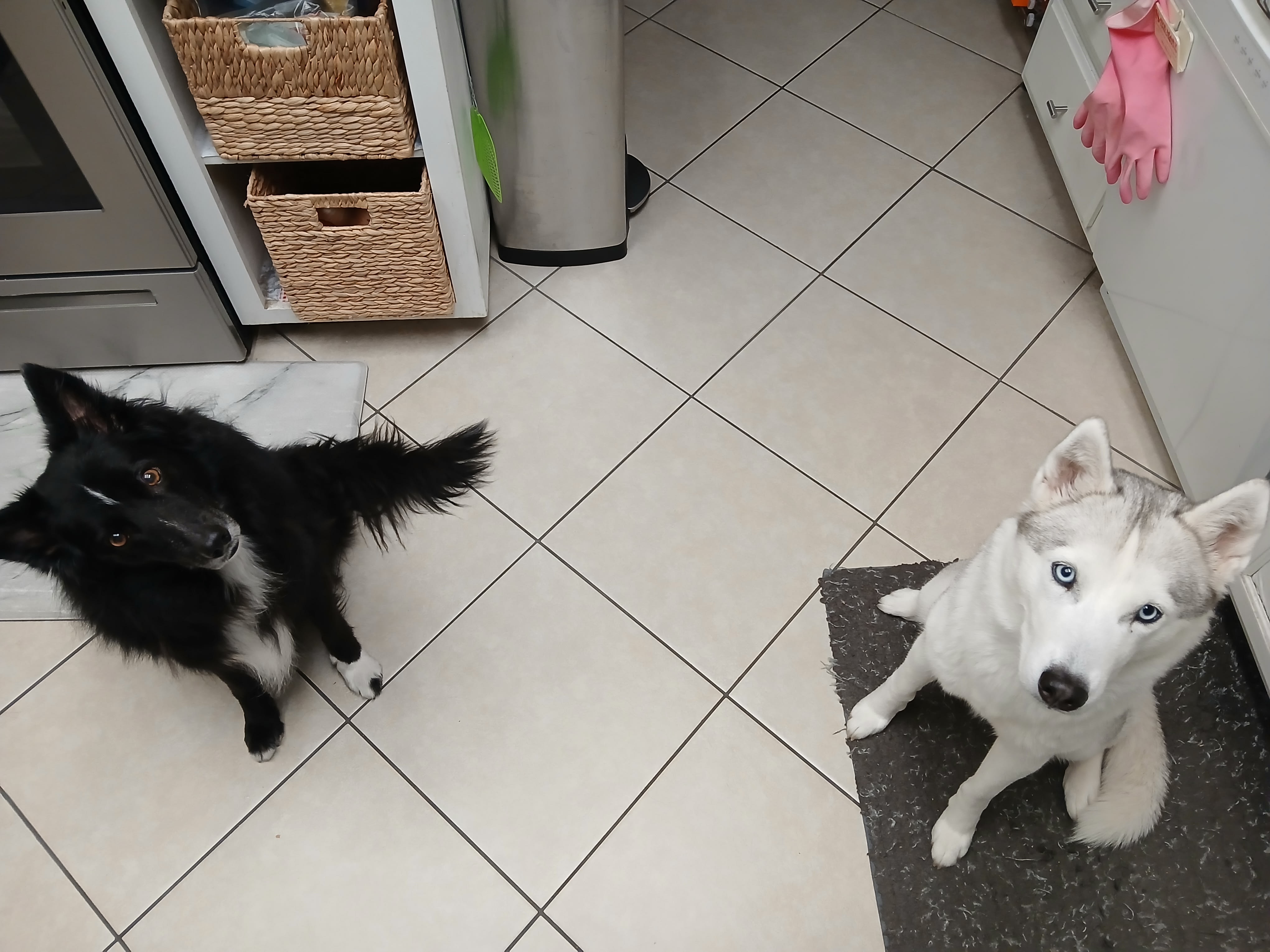 Nala and Kira