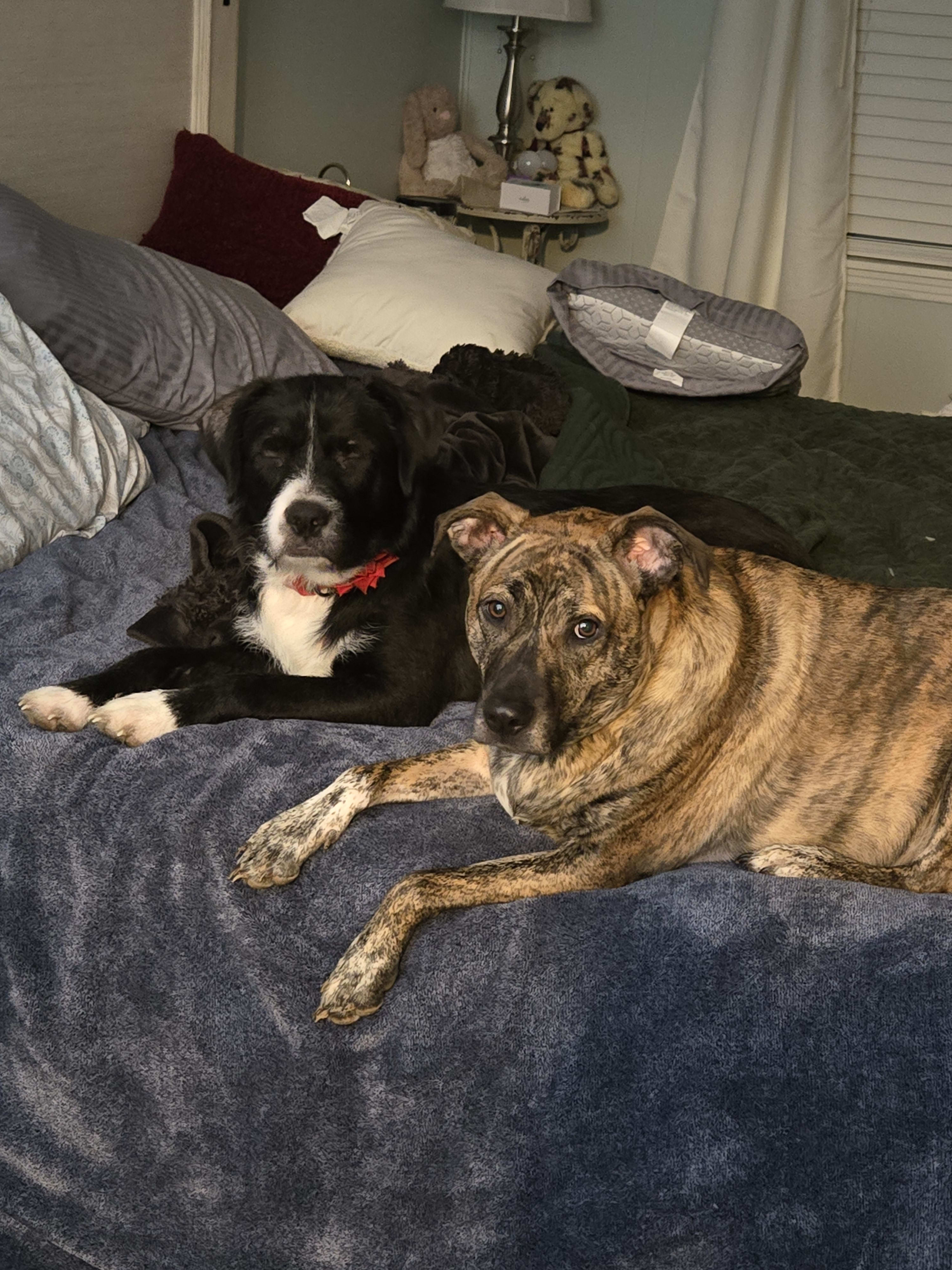 Franklin and Cane