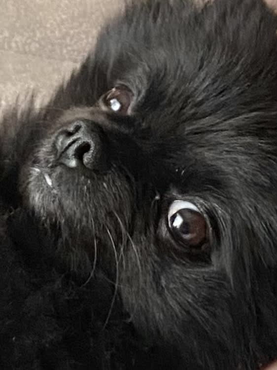 Bella