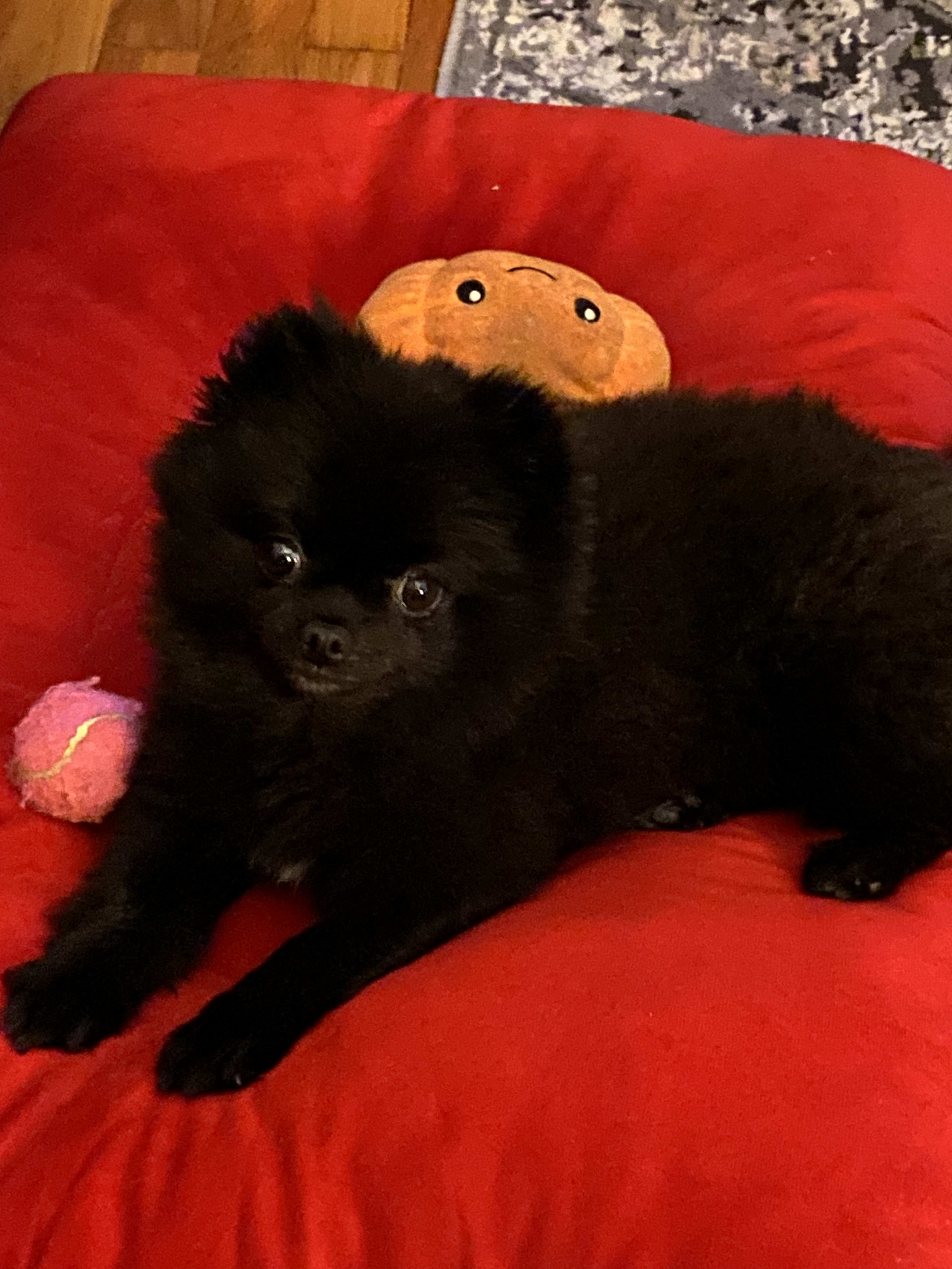 Bella