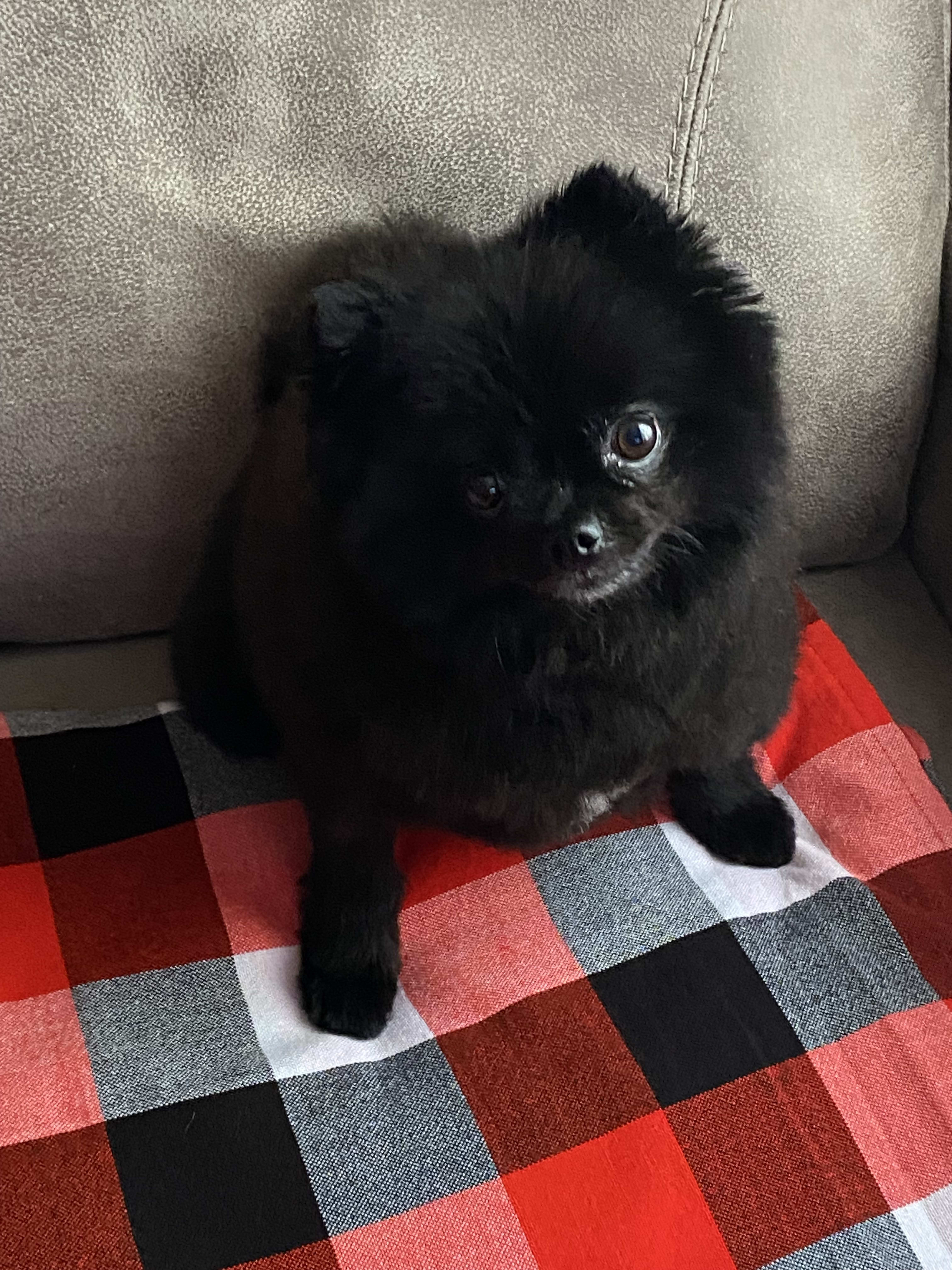Bella