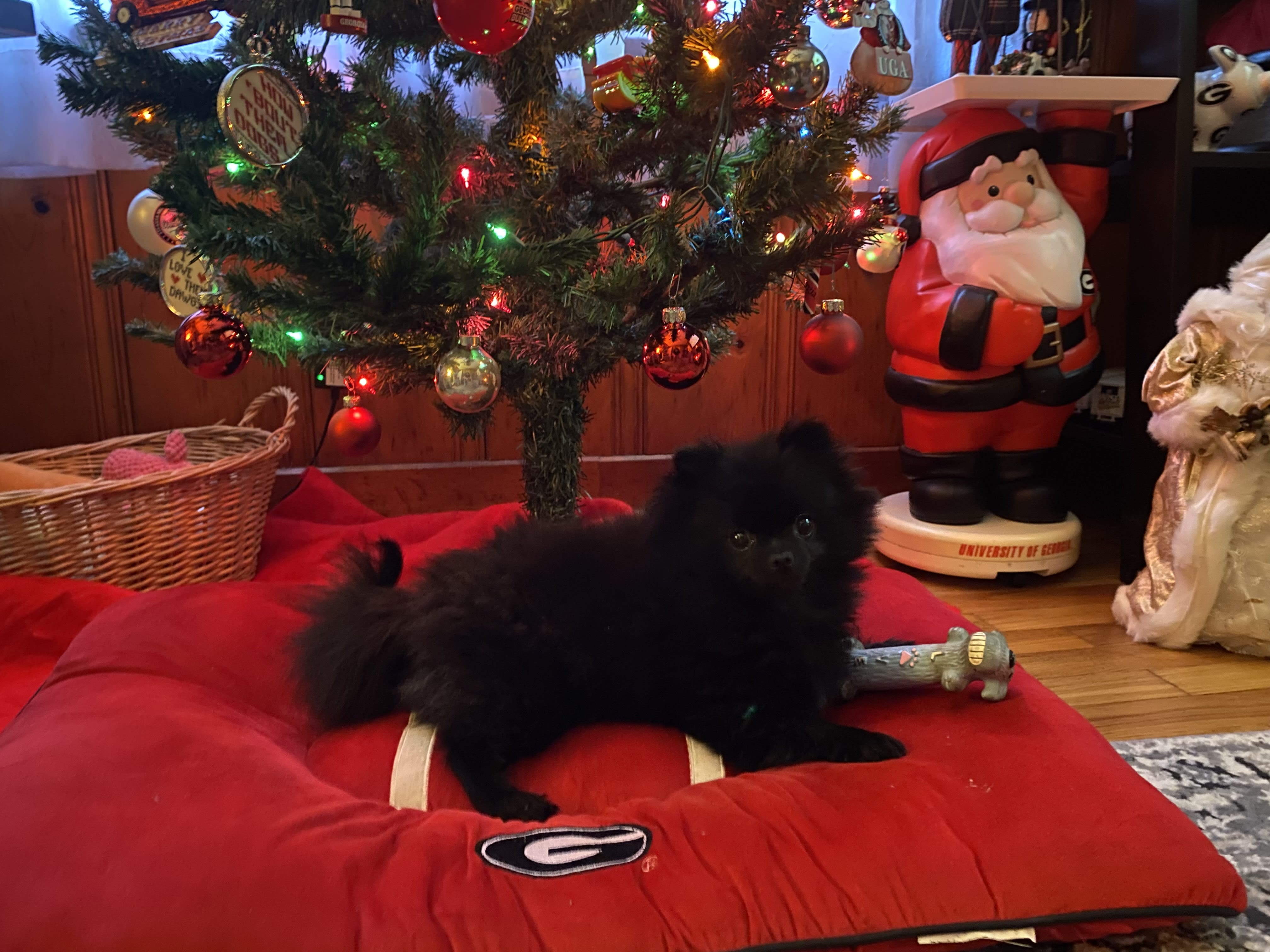 Bella
