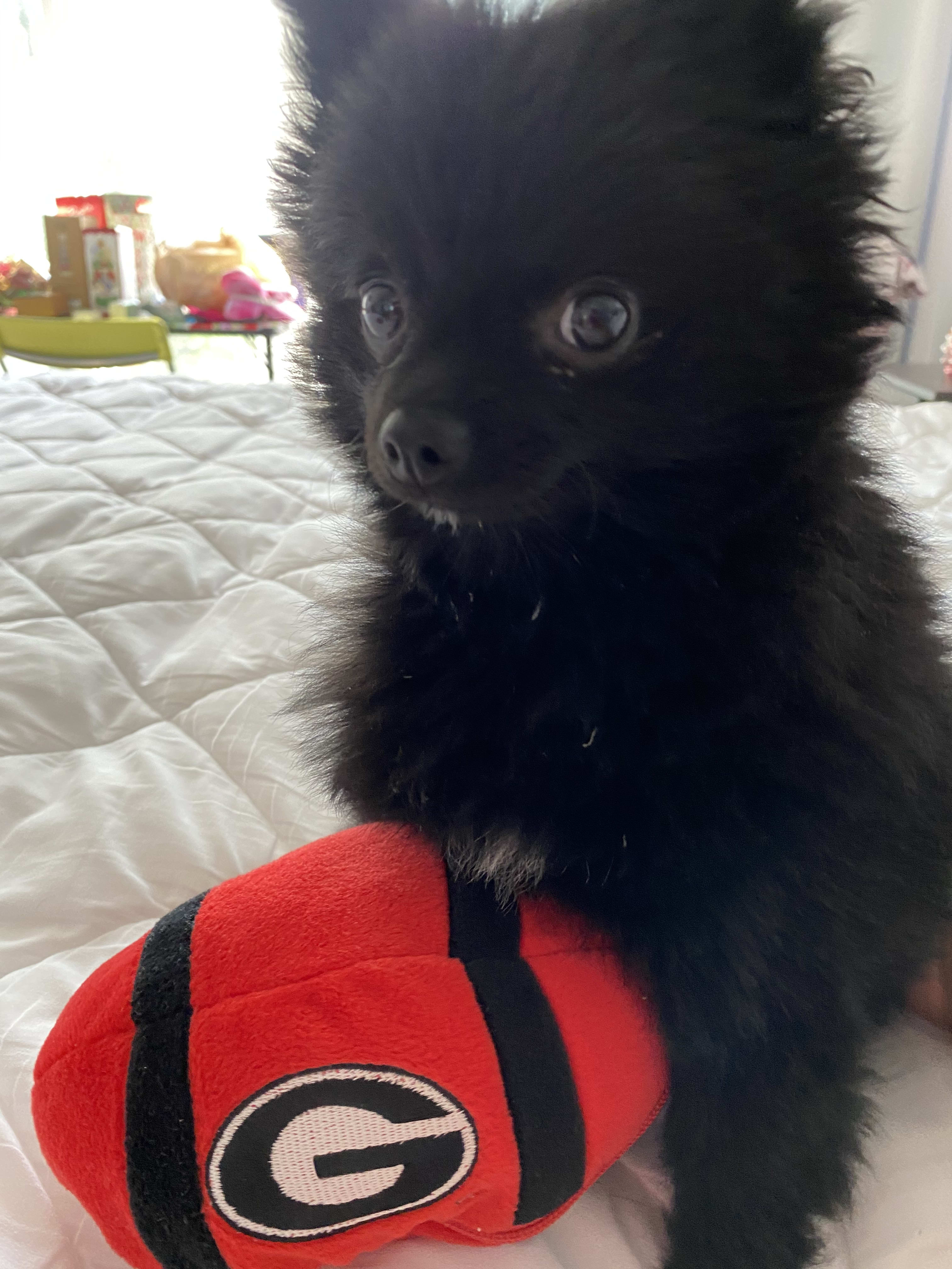 Bella