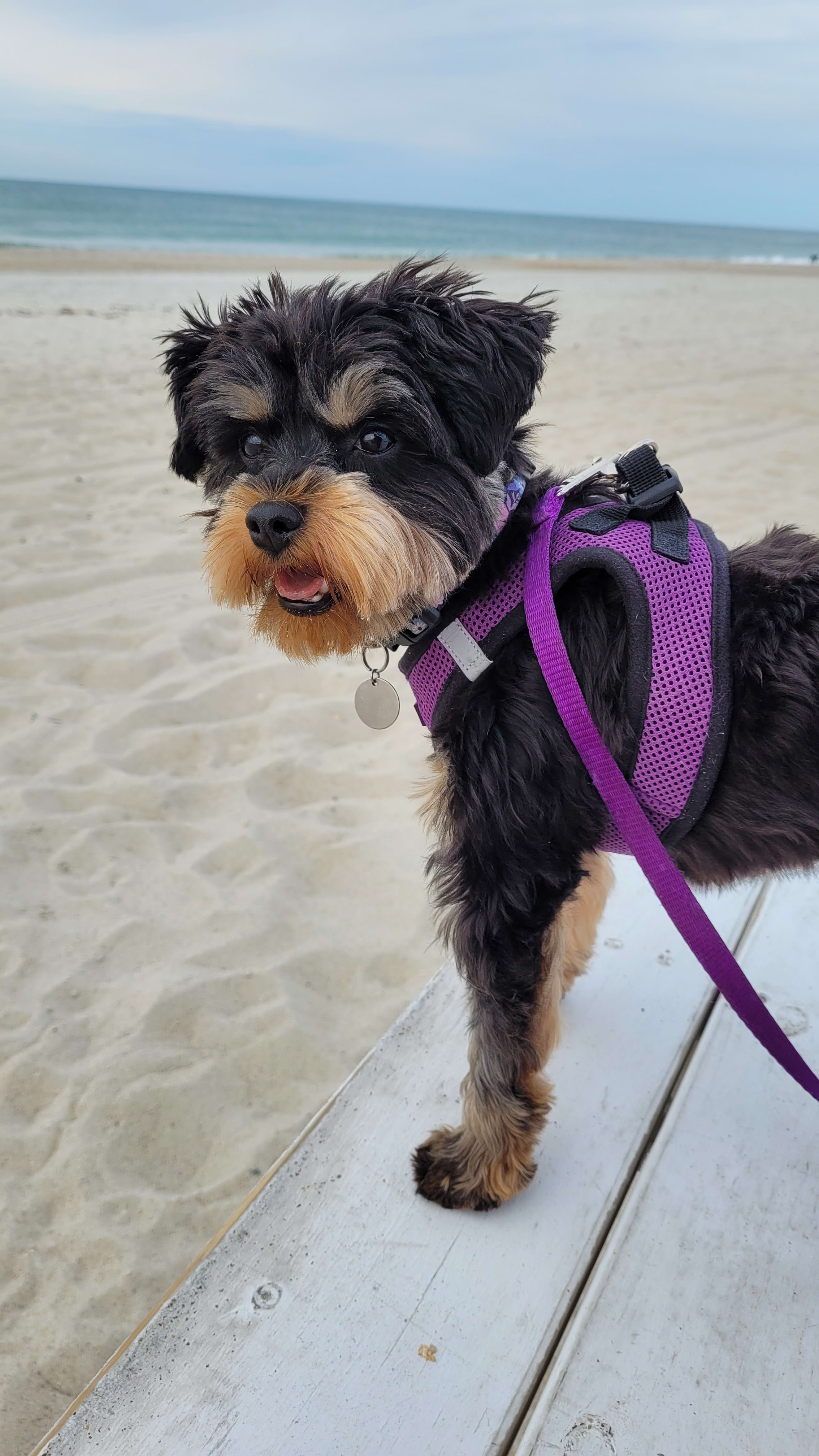 Josie