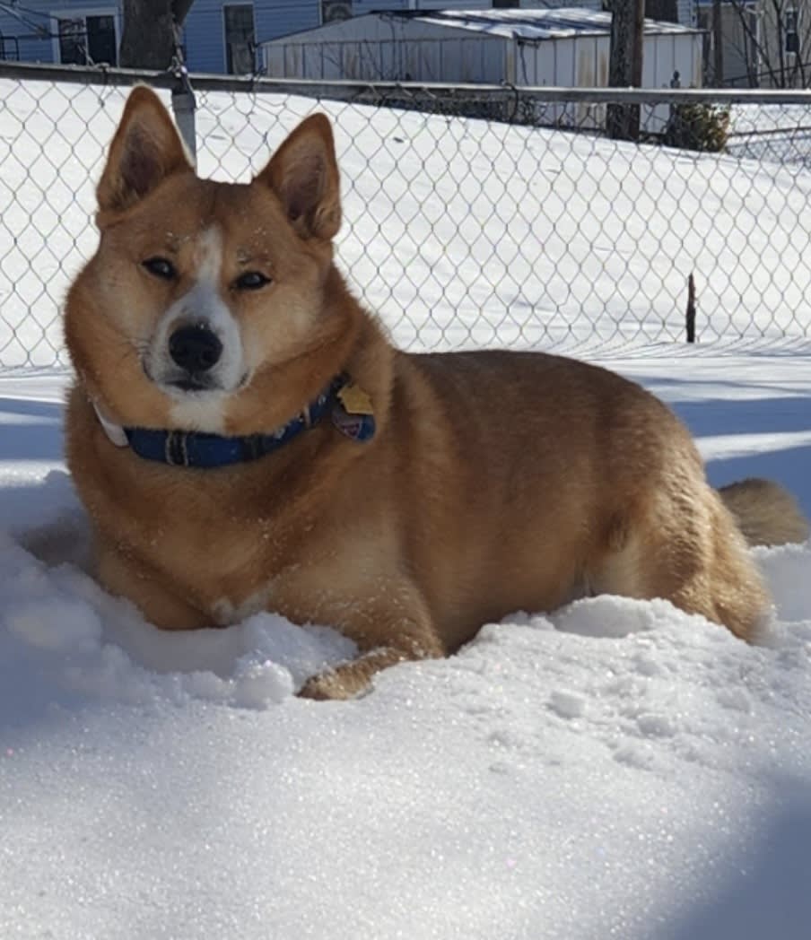 Kavik