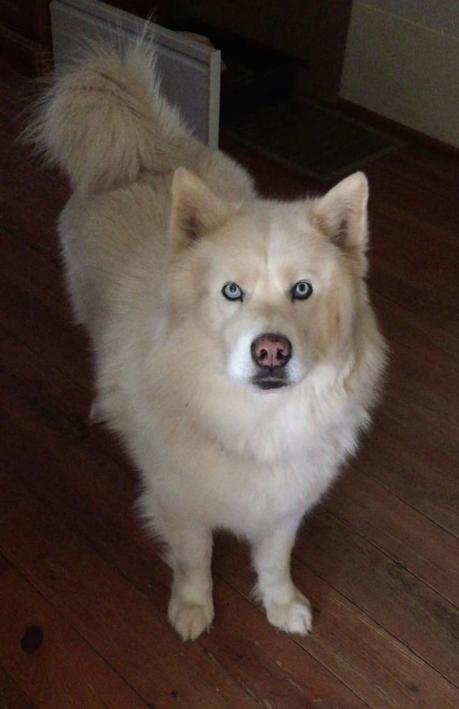 Bear Bear