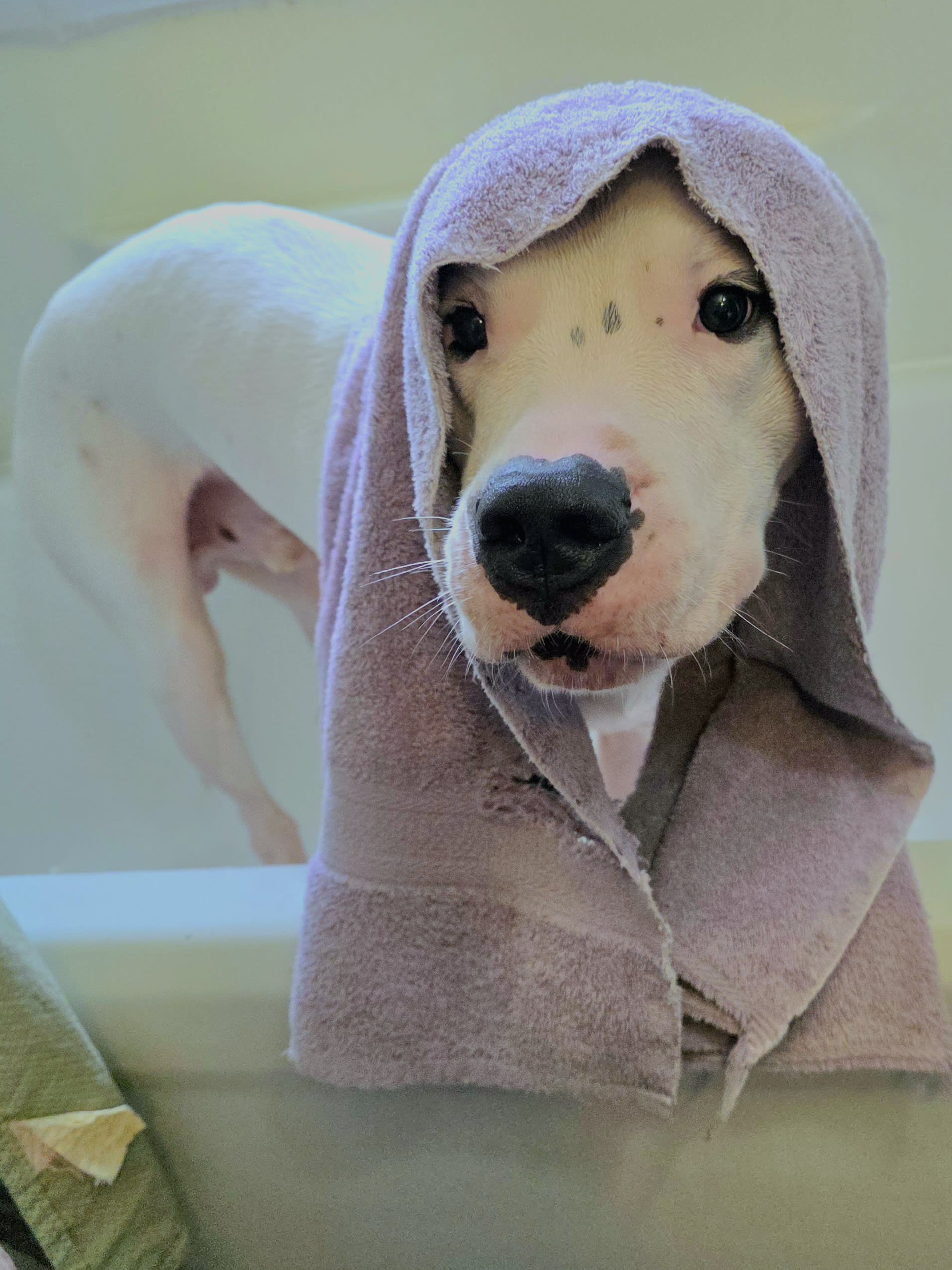 Snoopy