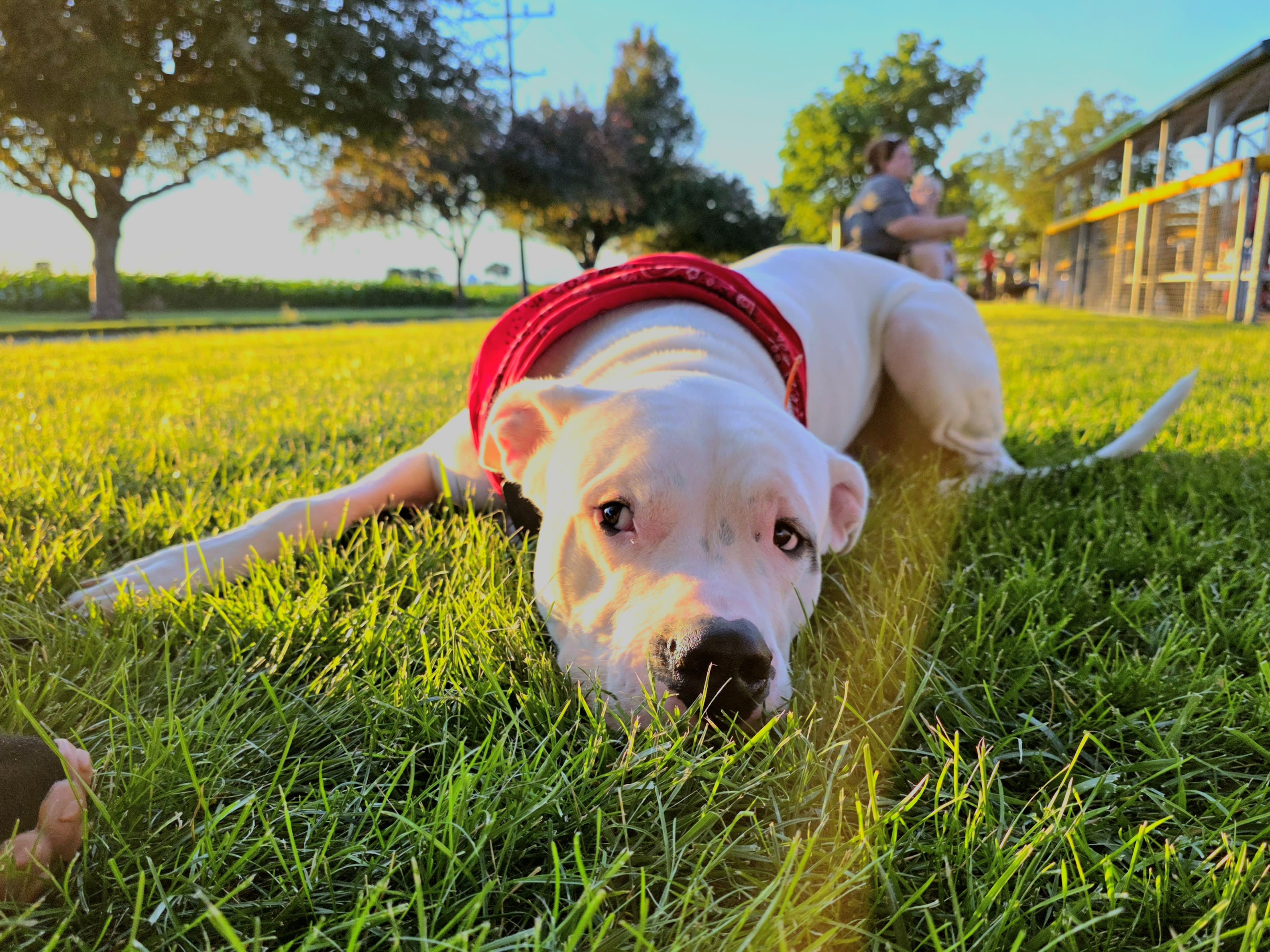 Snoopy