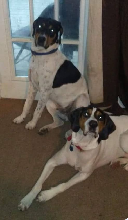 Zcaro and Bentley Zcaro and Bentley